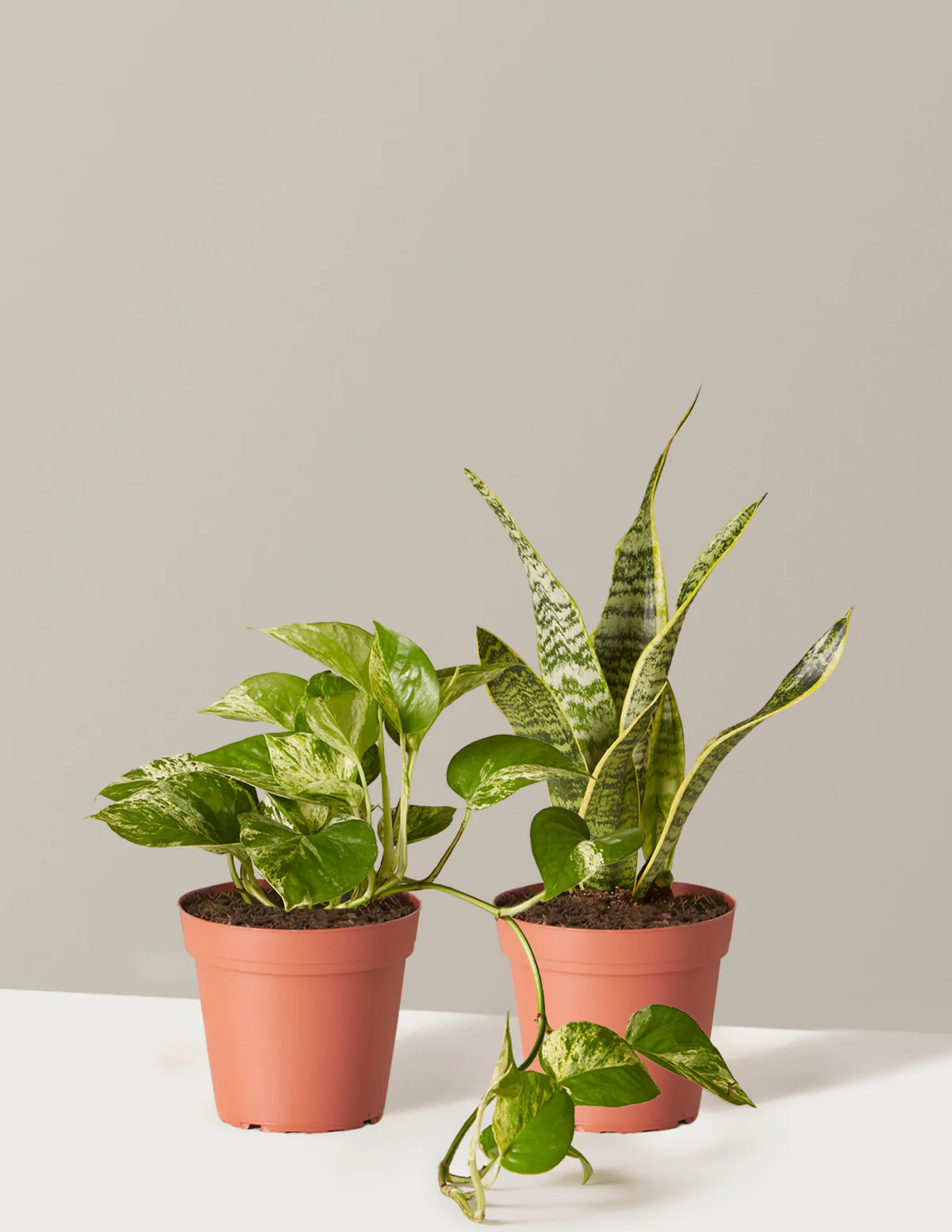 The Classic Duo - Image 4