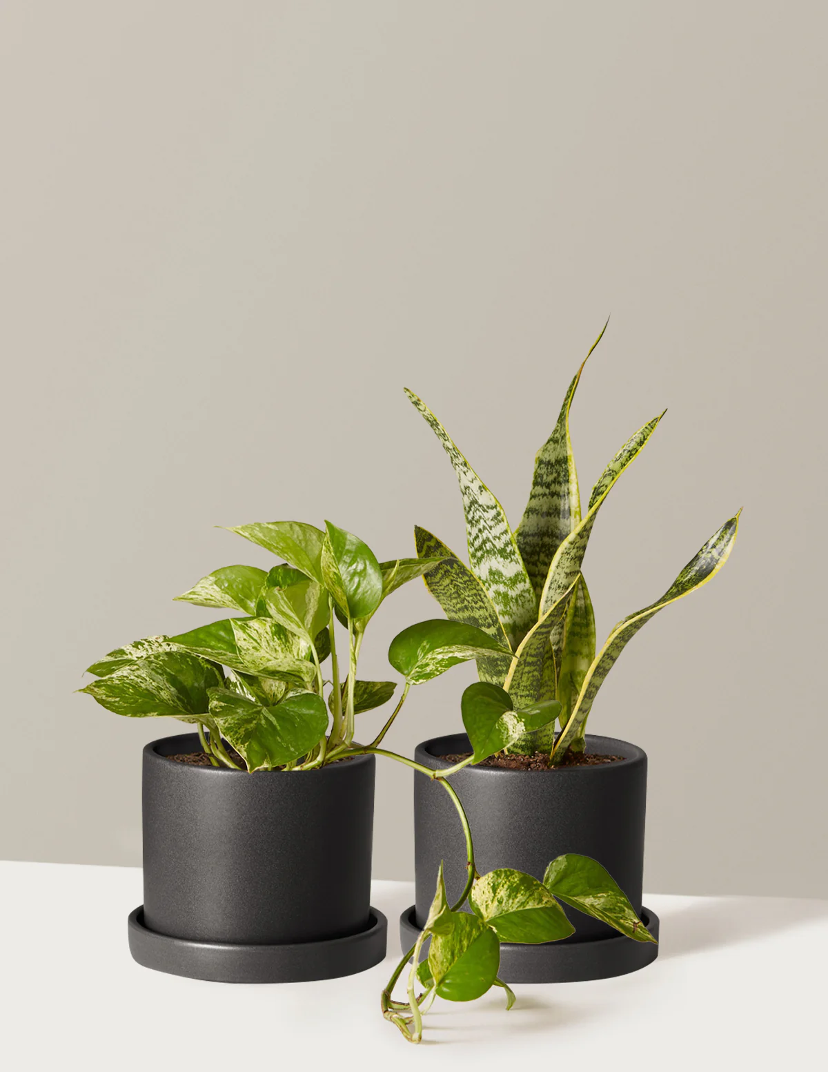 The Classic Duo - Image 5