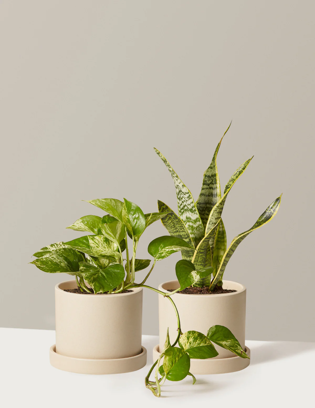 The Classic Duo - Image 6