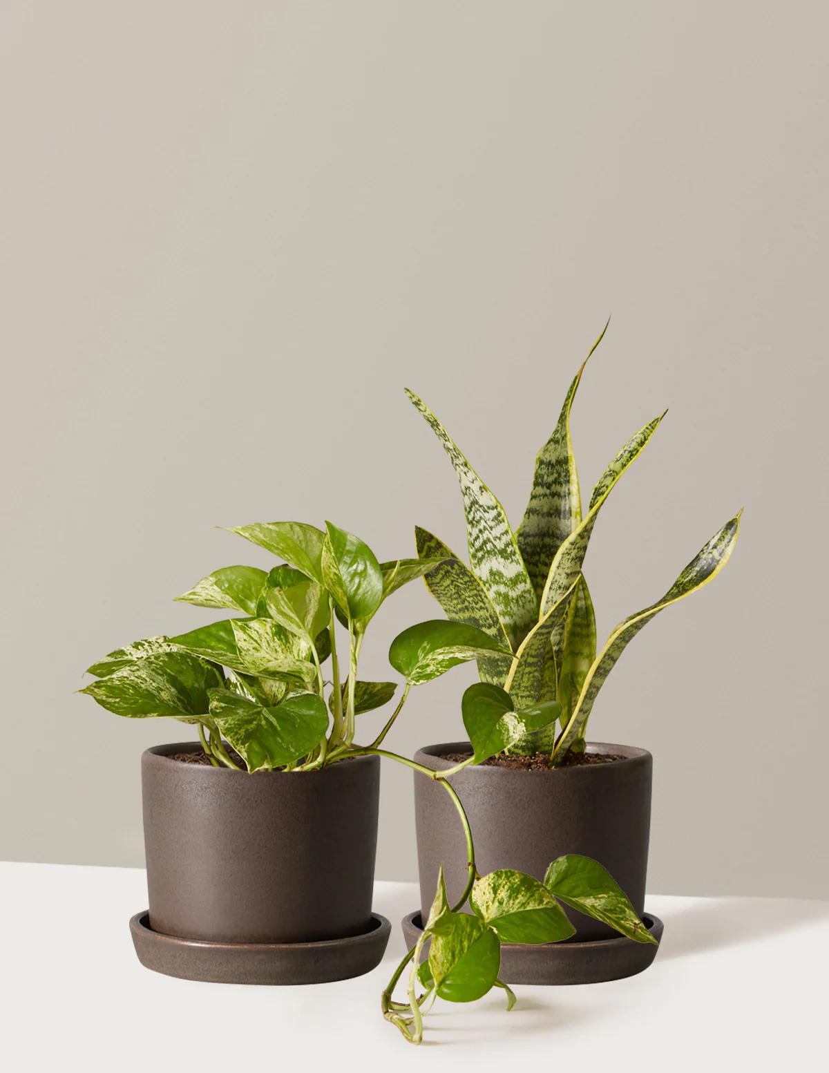 The Classic Duo - Image 7