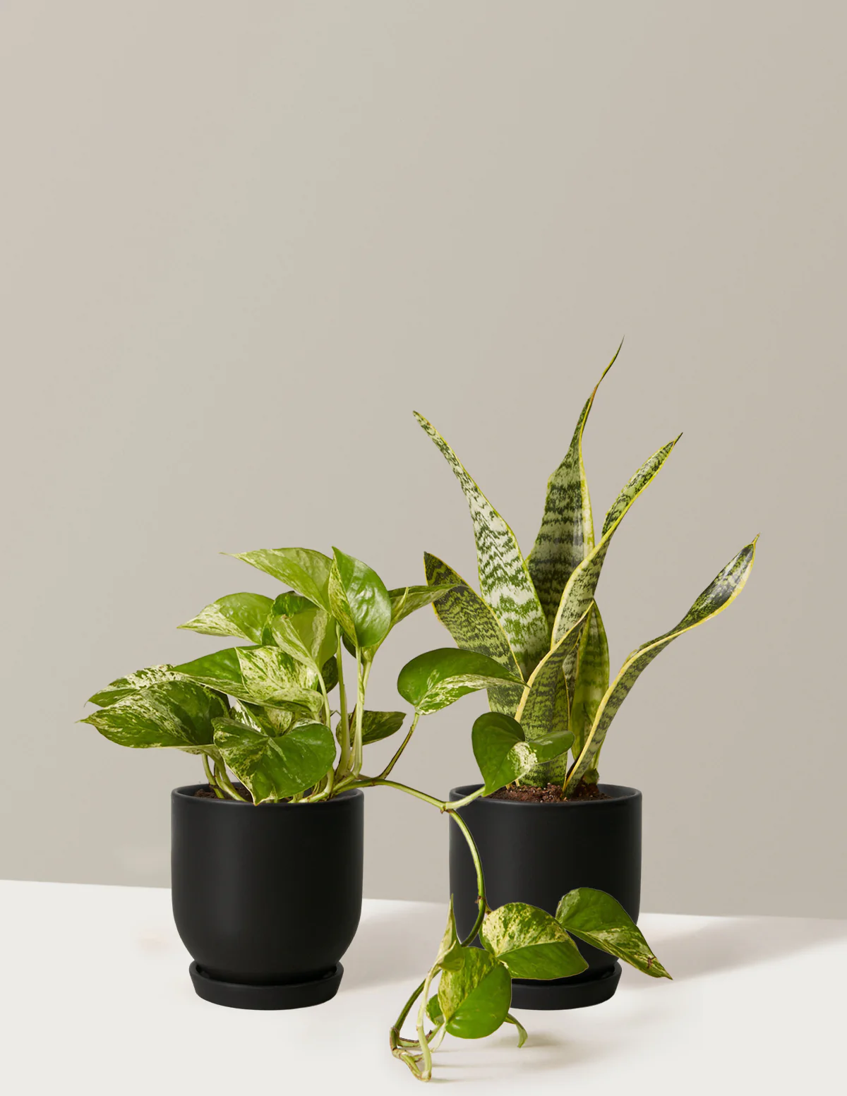 The Classic Duo - Image 8