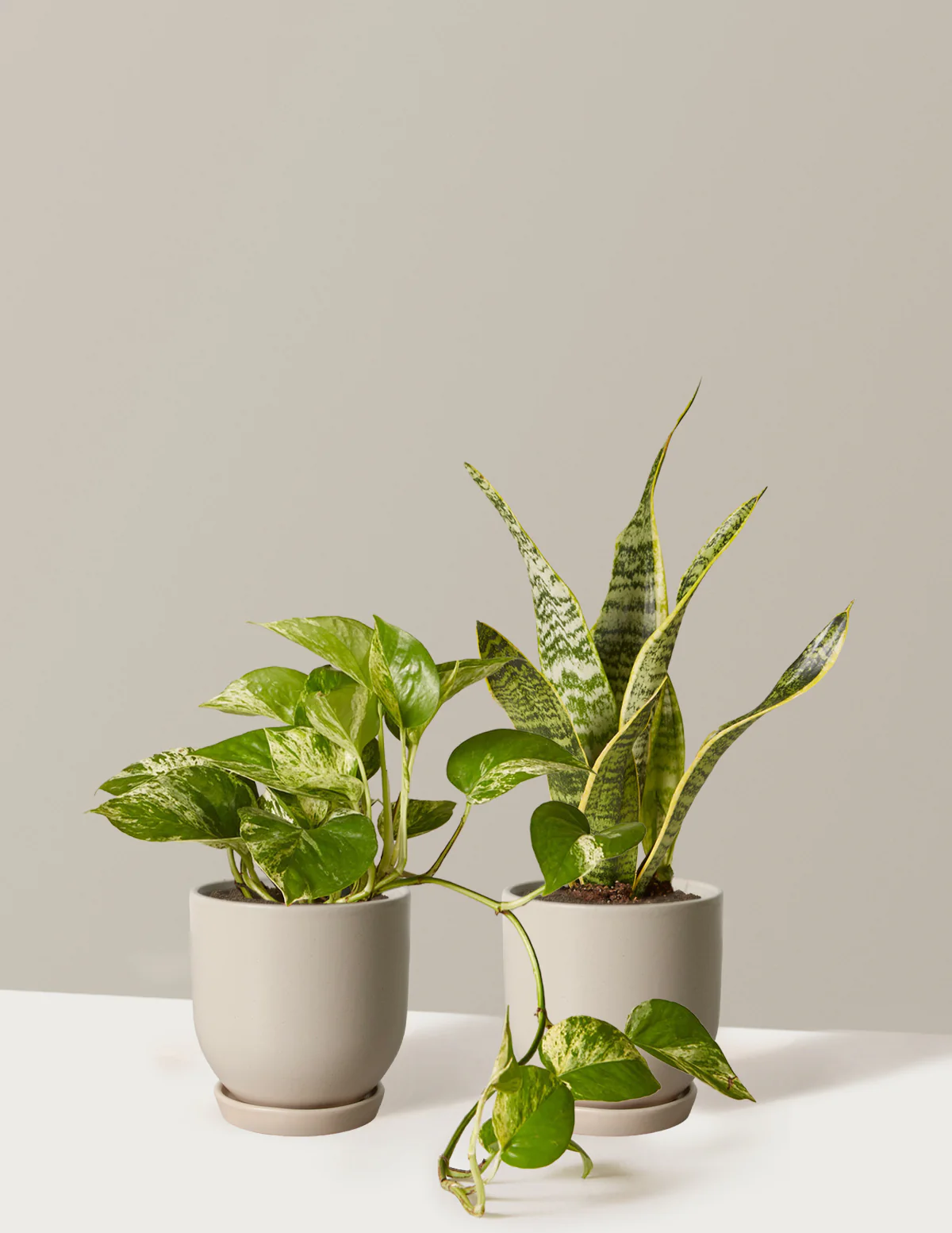 The Classic Duo - Image 9