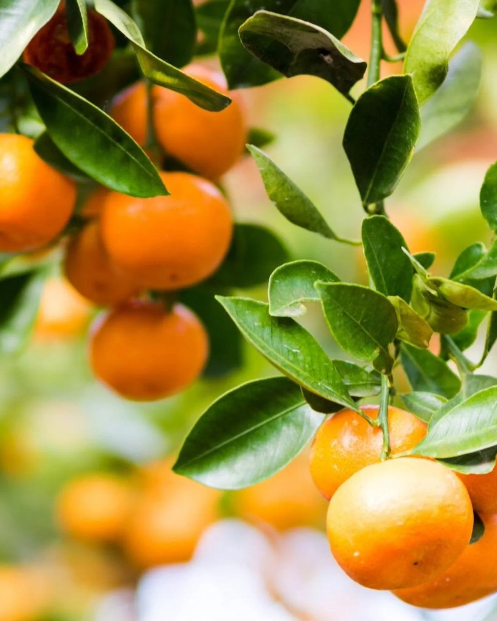 Clementine Mandarin Tree - Image 3