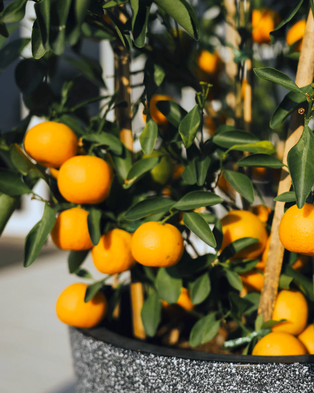 Clementine Mandarin Tree - Image 4