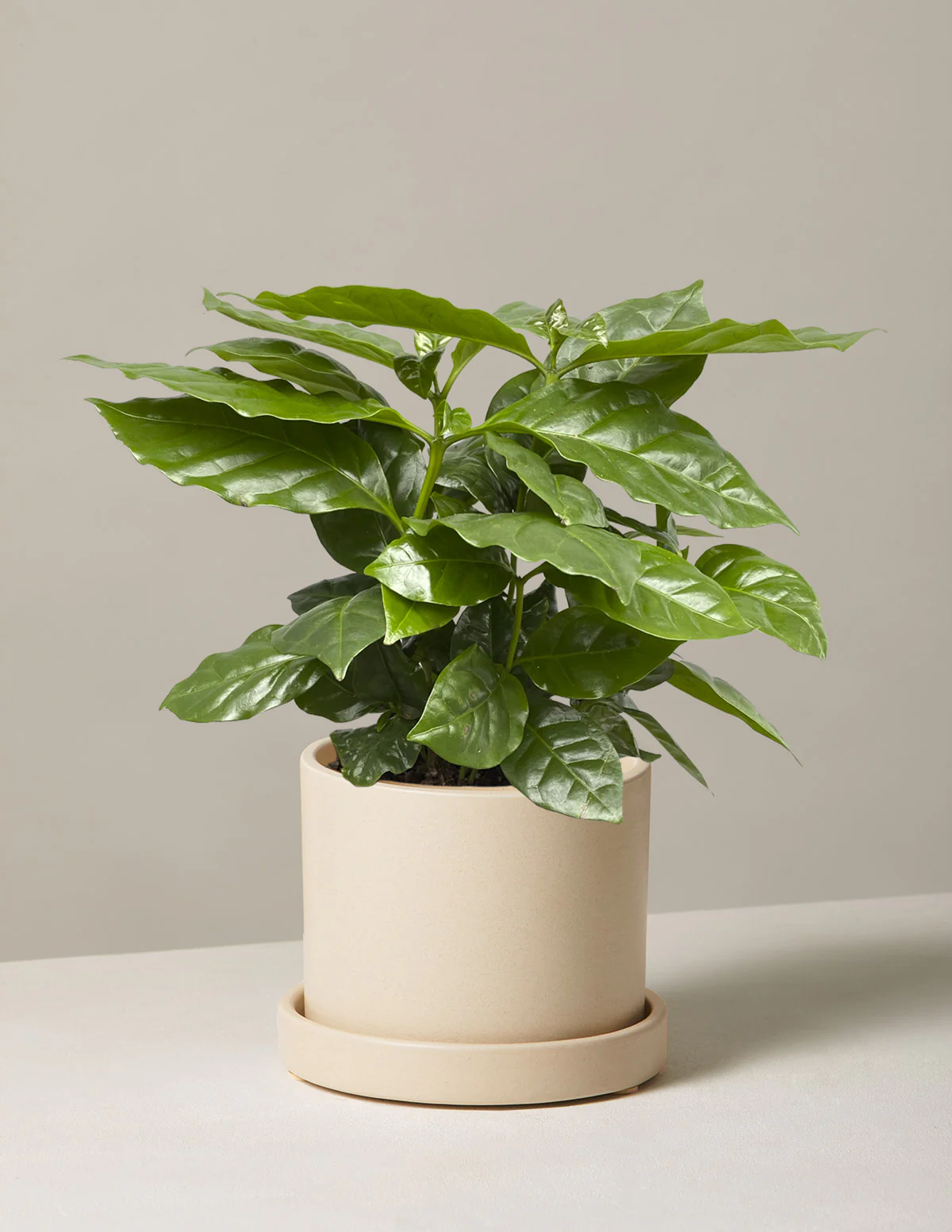 Coffee Plant - Image 10
