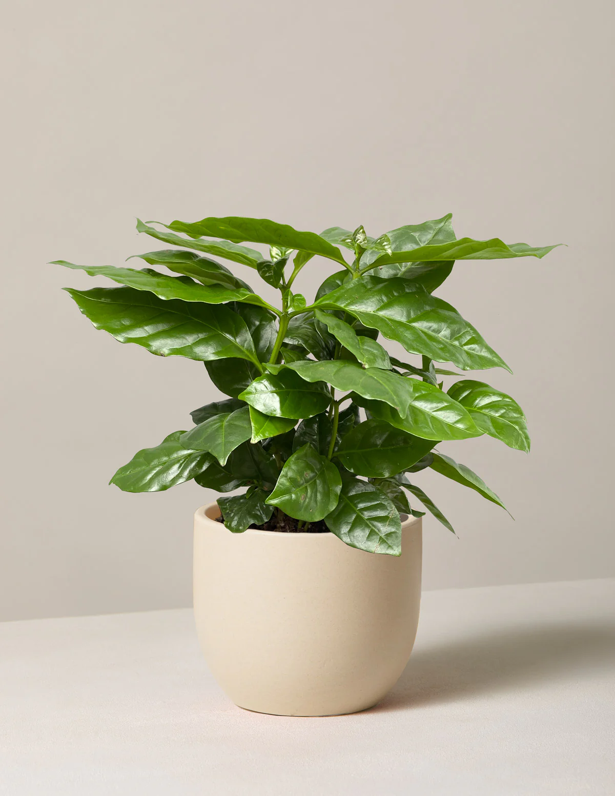 Coffee Plant - Image 13