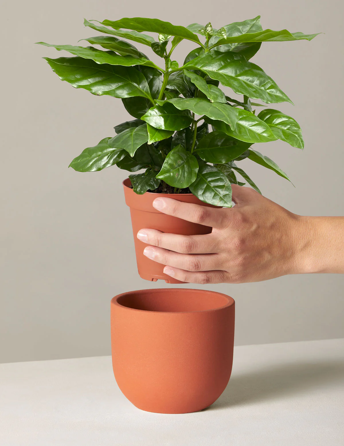 Coffee Plant - Image 4