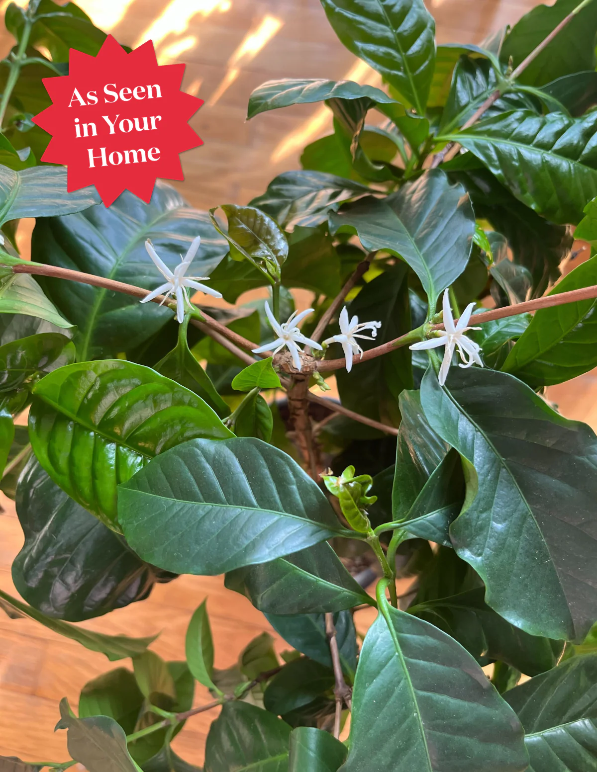 Coffee Plant - Image 3