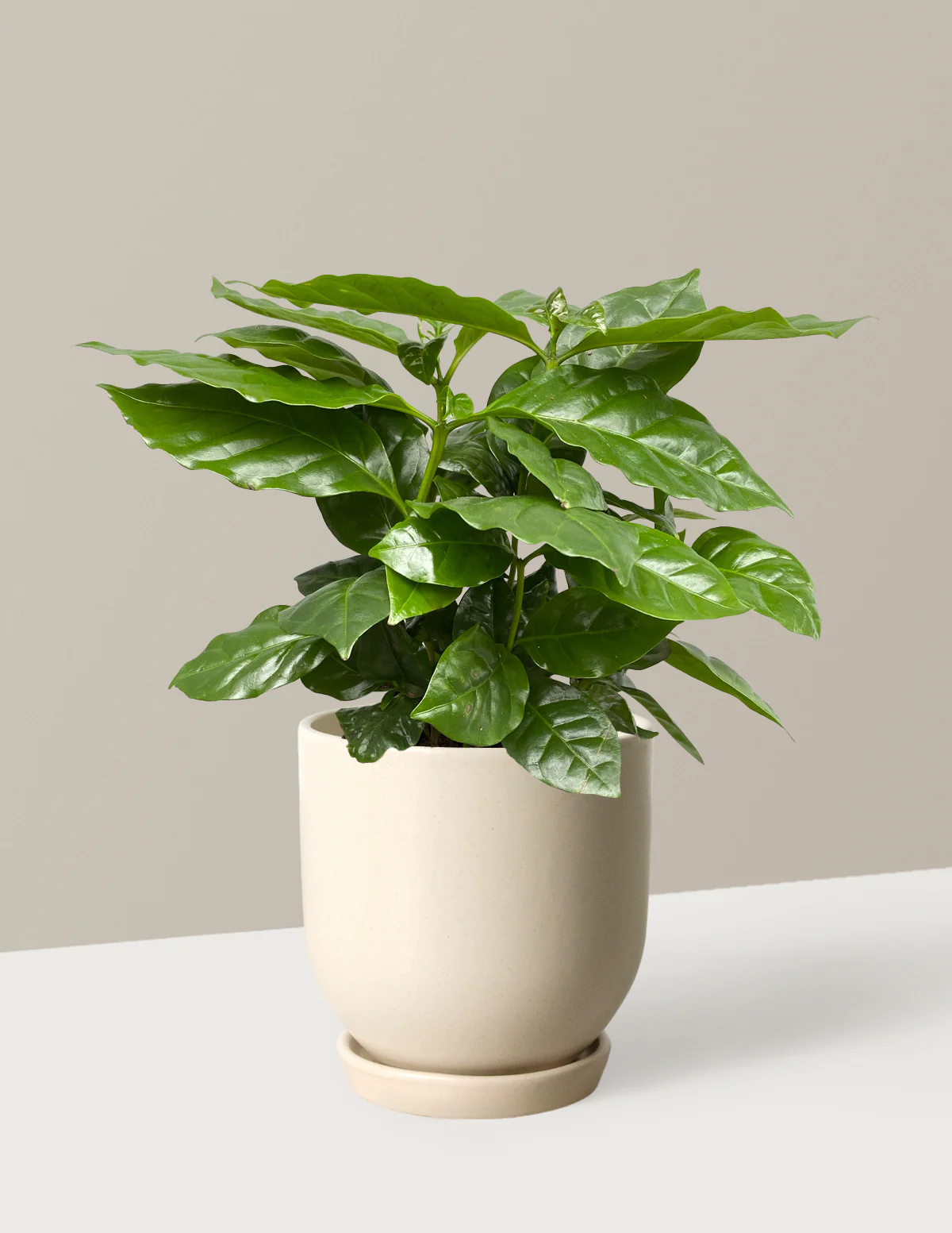 Coffee Plant - Image 7