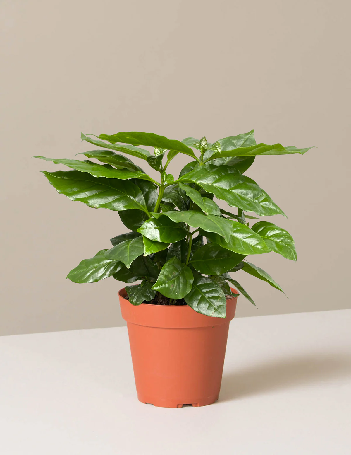 Coffee Plant - Image 8