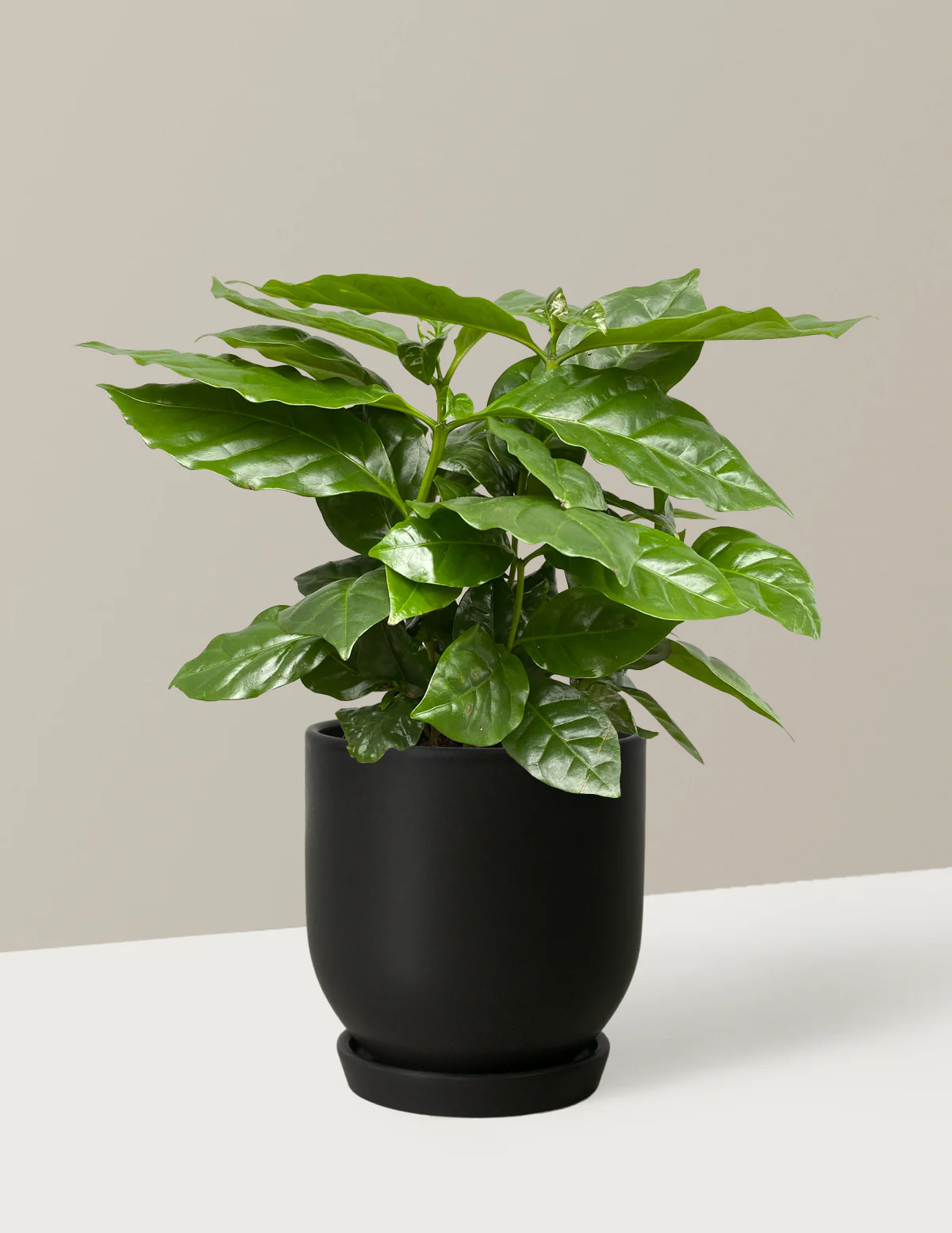 Coffee Plant - Image 9