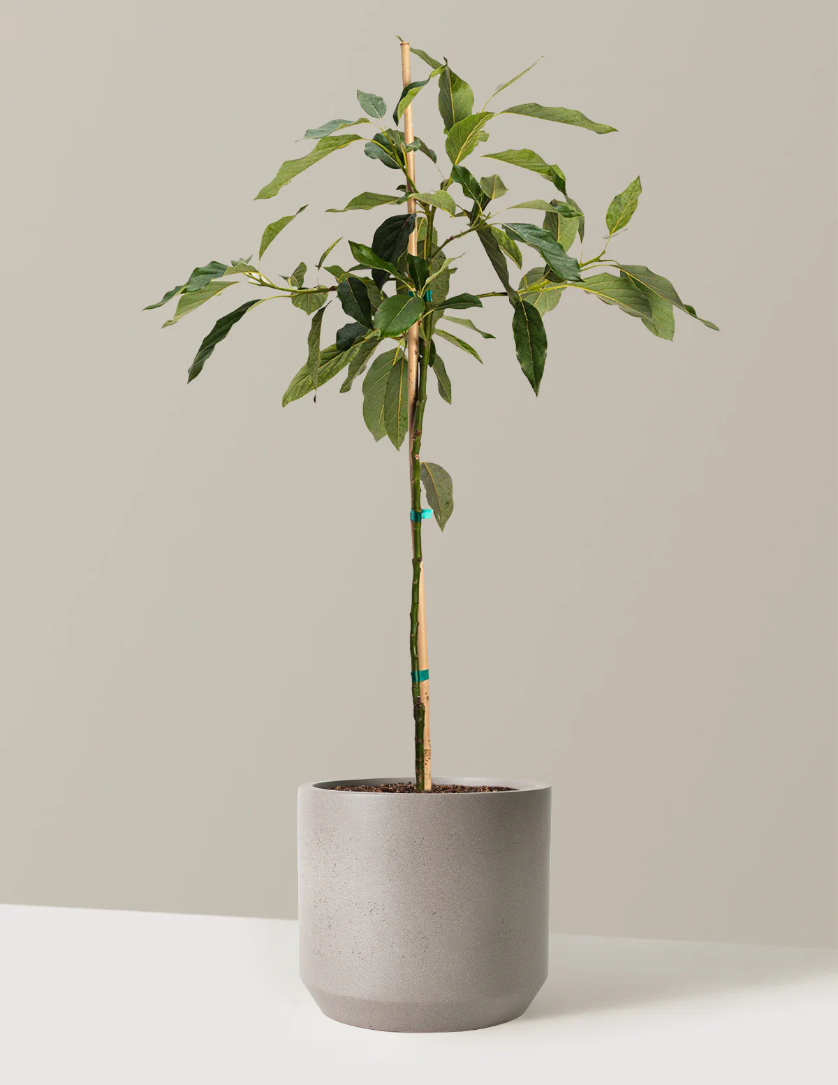 Cold Hardy Avocado Tree - Image 9