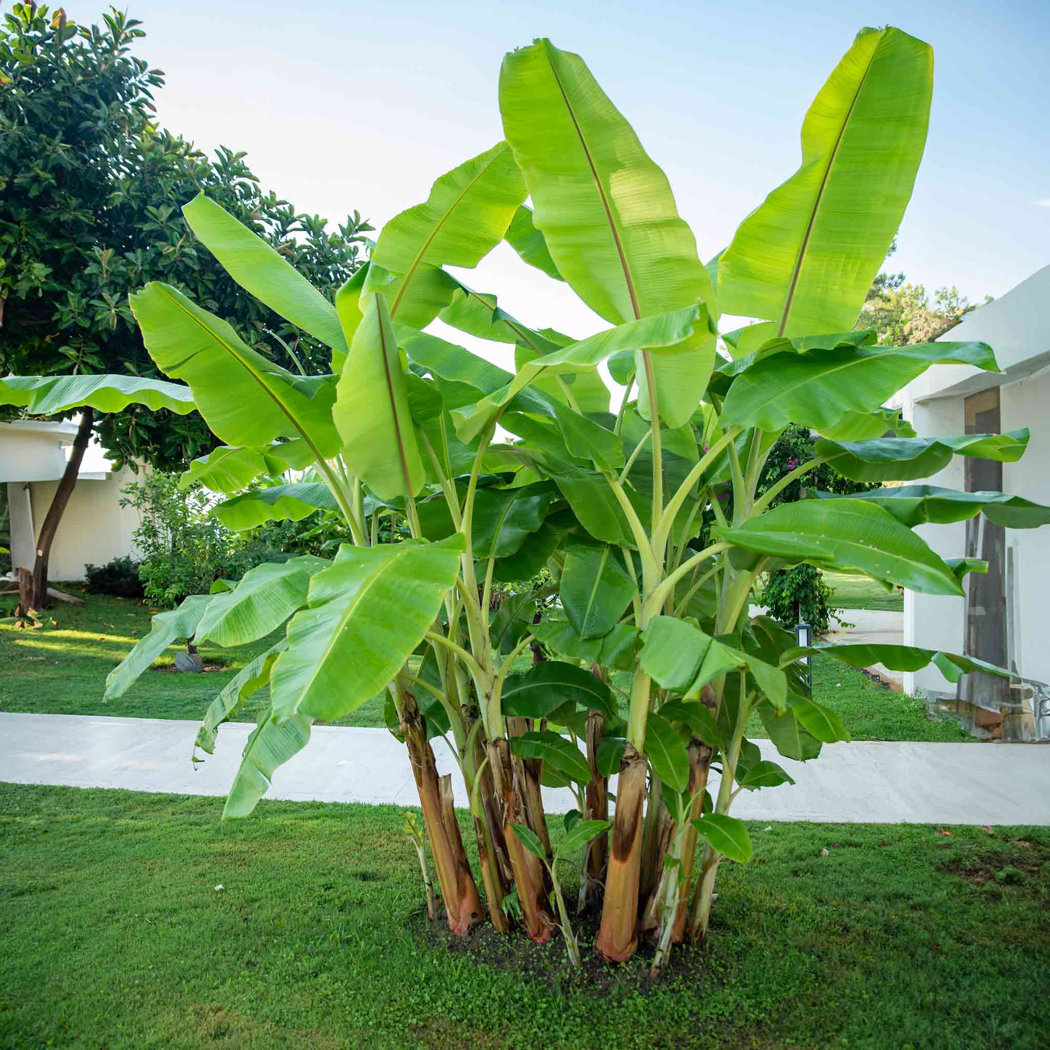 Cold Hardy Banana Tree - Image 4