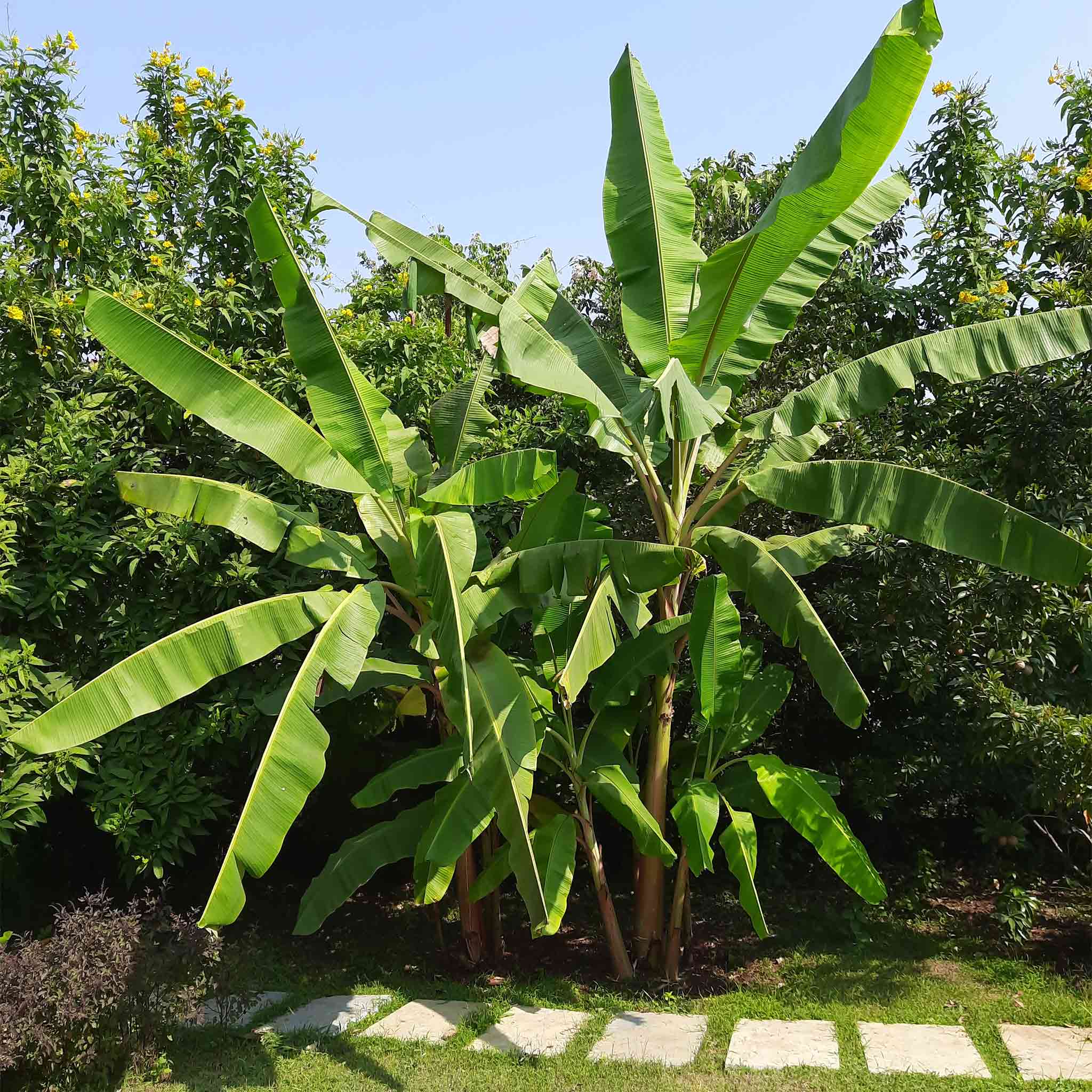 Cold Hardy Banana Tree - Image 5