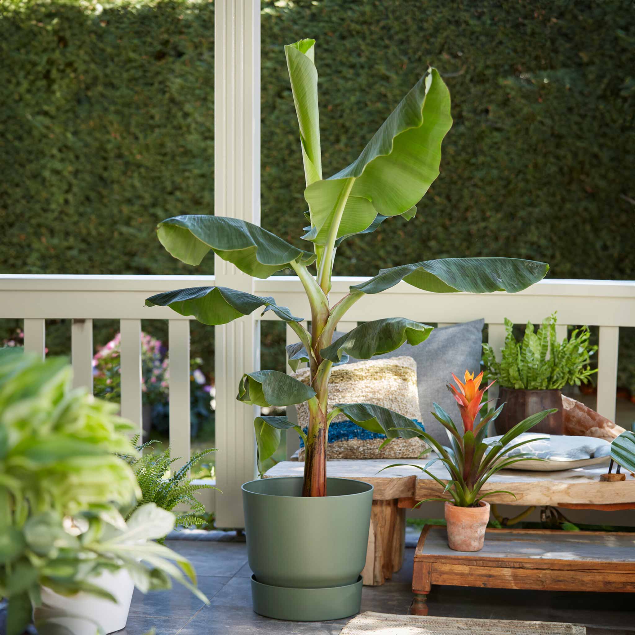 Cold Hardy Banana Tree - Image 6