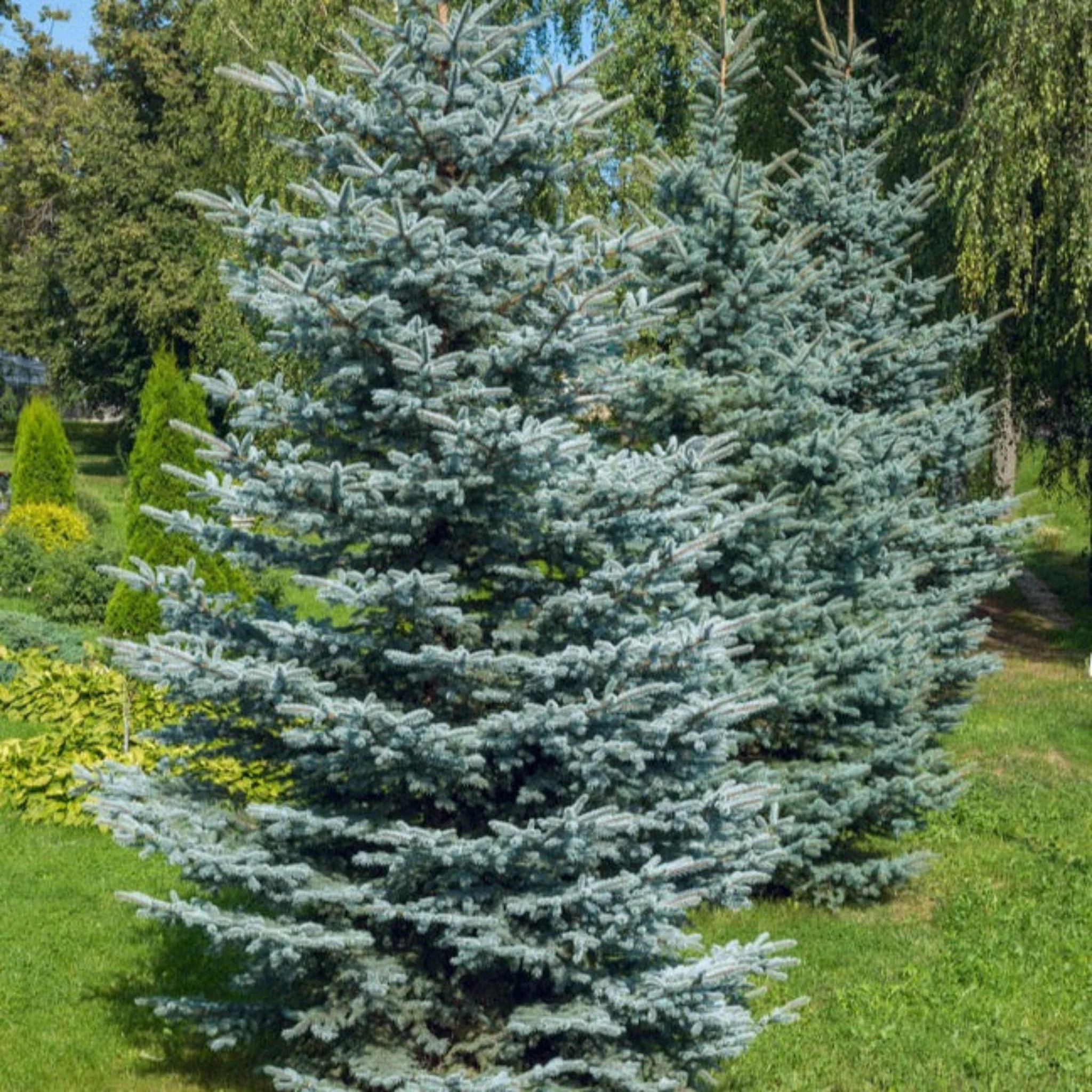 Colorado Blue Spruce - Image 3