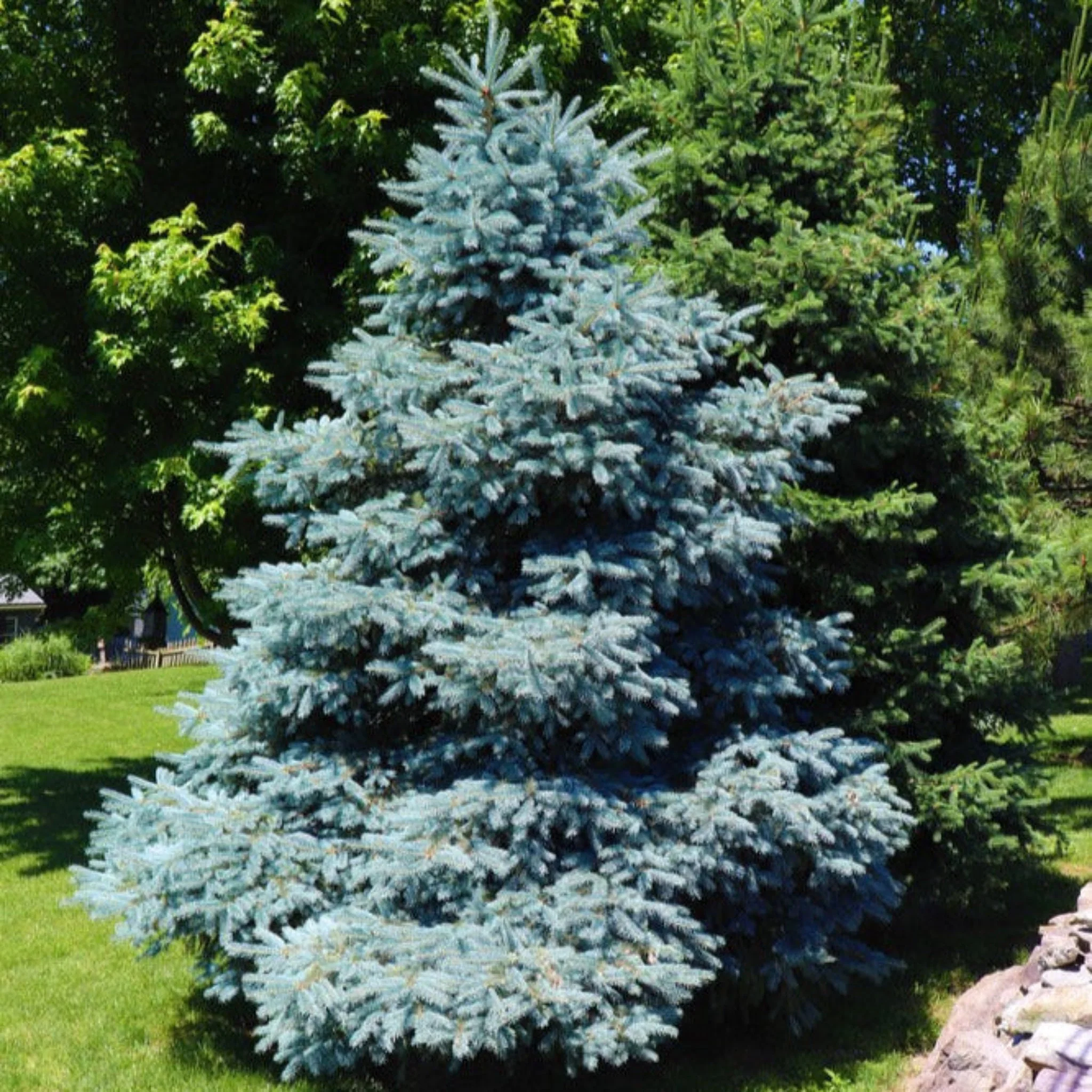 Colorado Blue Spruce - Image 4