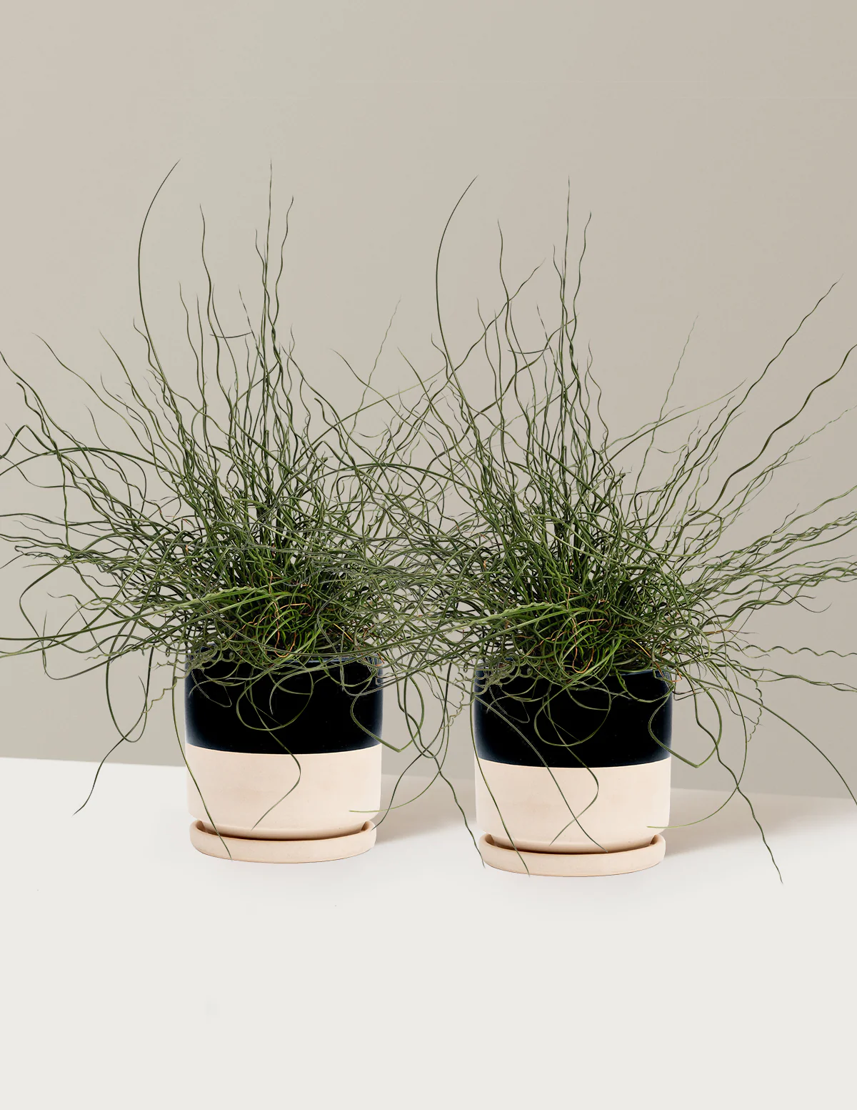 ColorGrass® Twister - Image 10