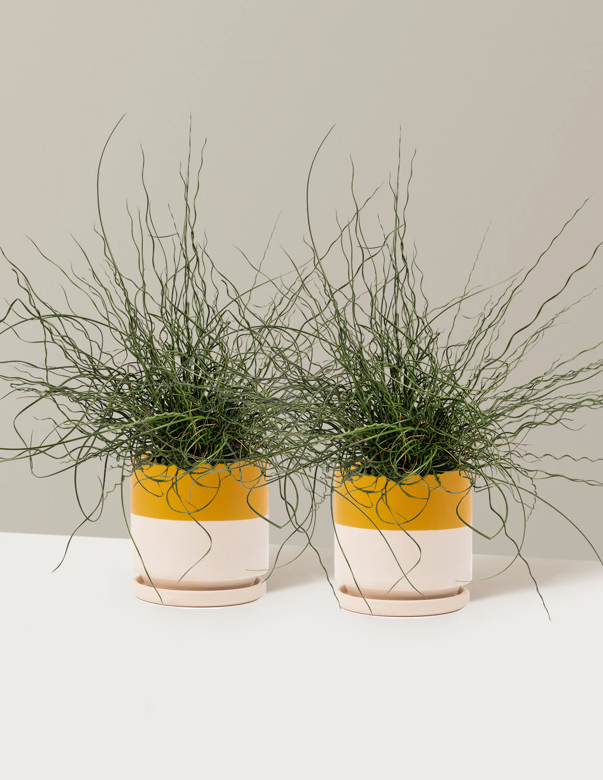 ColorGrass® Twister - Image 11