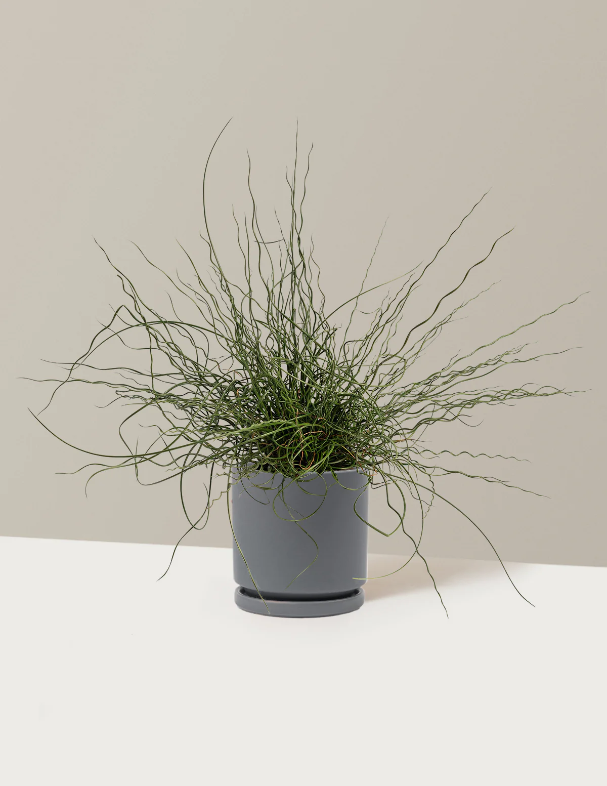 ColorGrass® Twister - Image 12