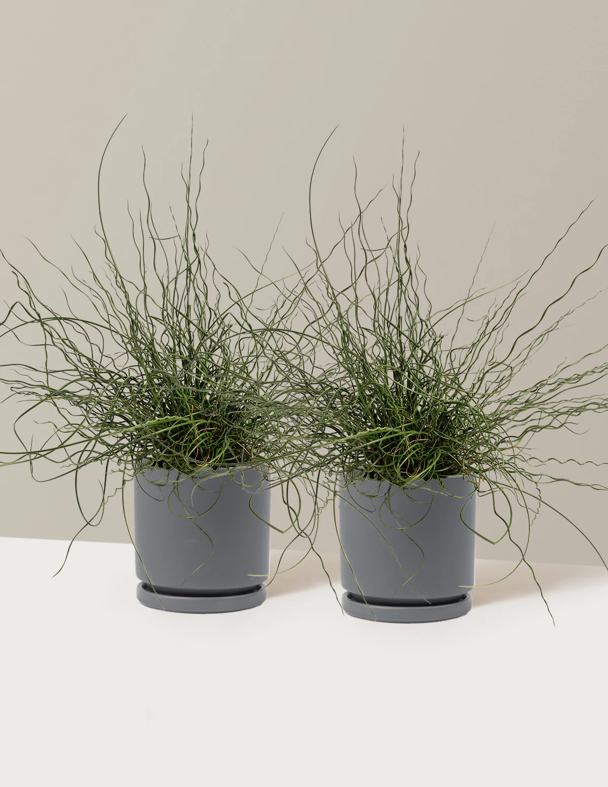 ColorGrass® Twister - Image 13