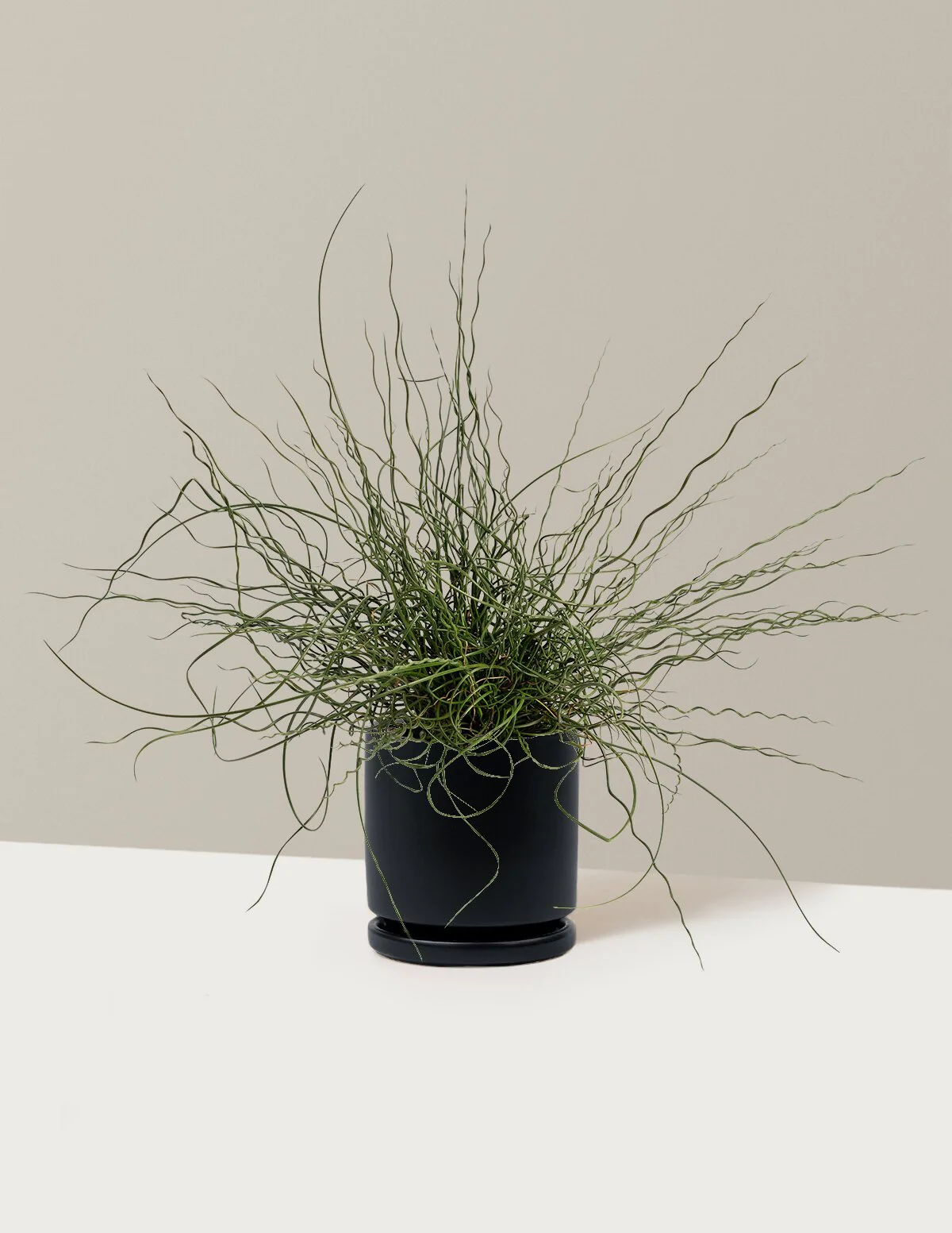 ColorGrass® Twister - Image 14