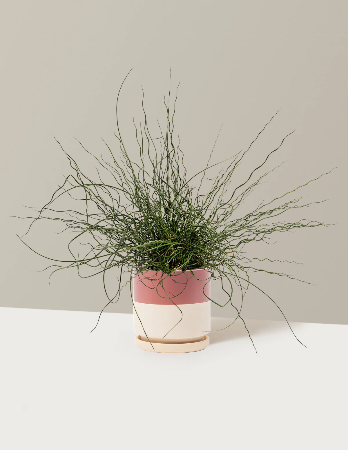 ColorGrass® Twister - Image 15