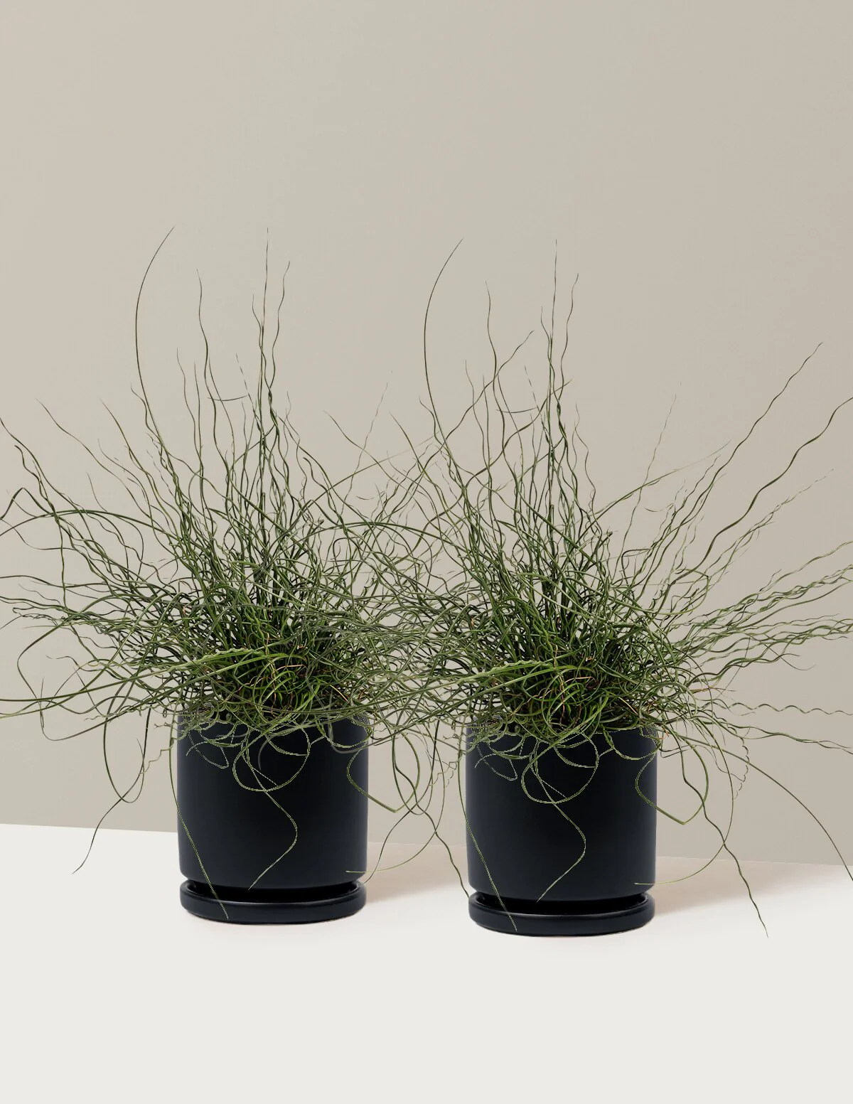 ColorGrass® Twister - Image 16