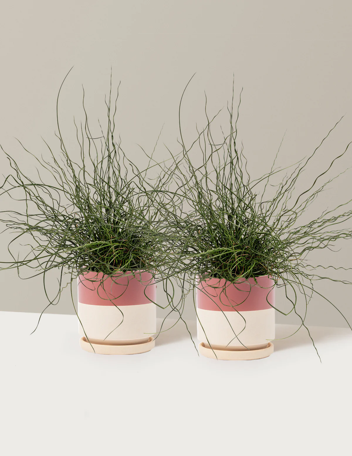 ColorGrass® Twister - Image 17