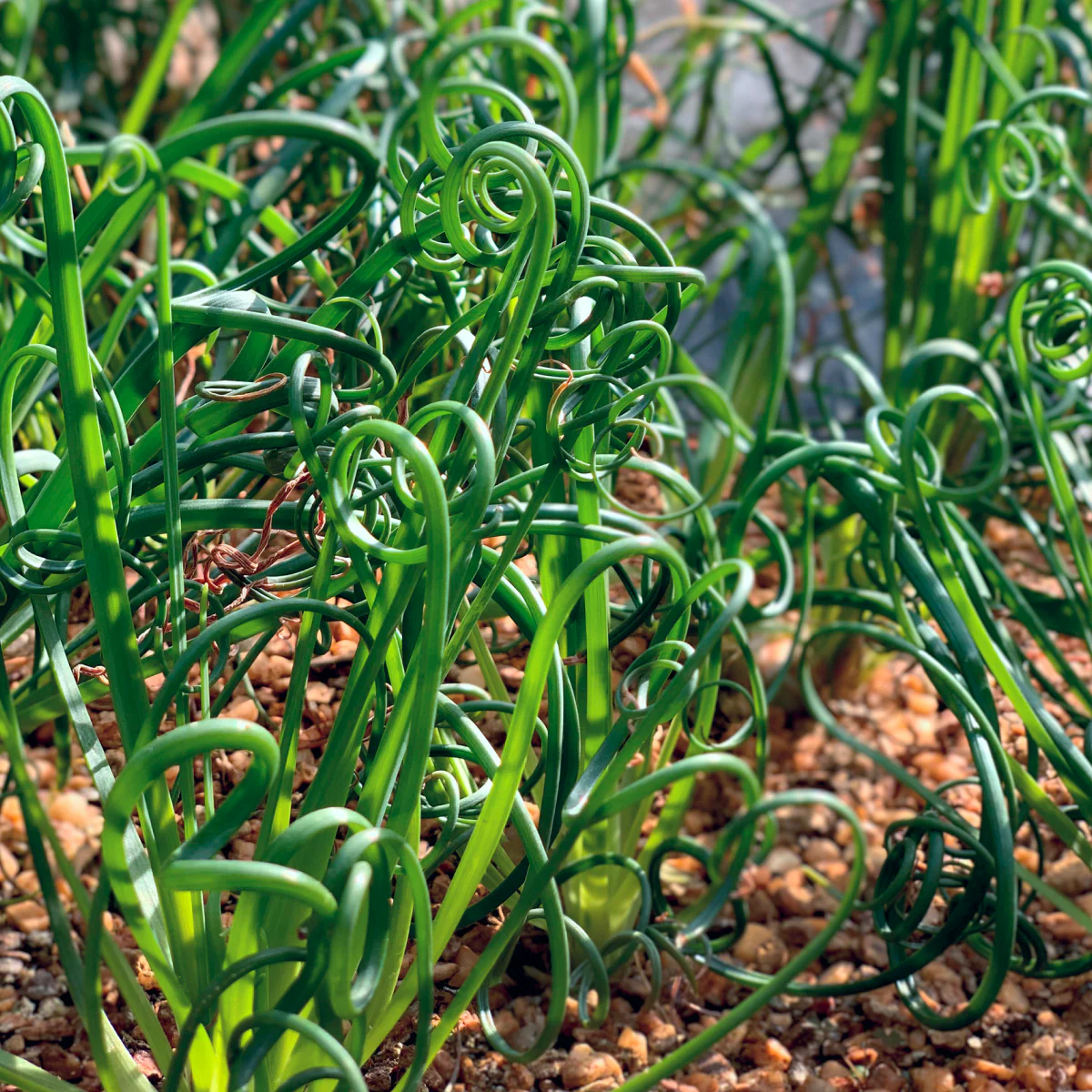 ColorGrass® Twister - Image 3