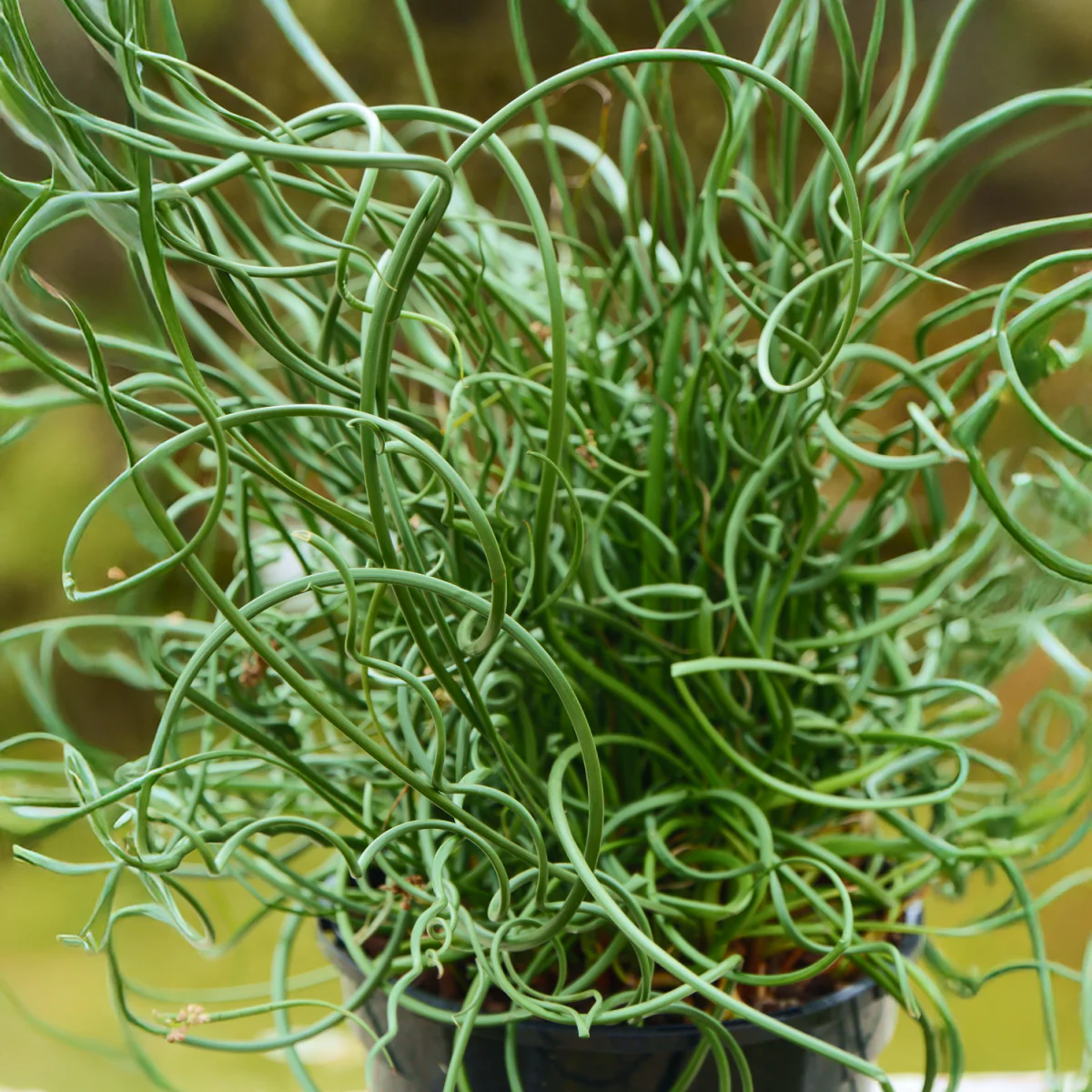 ColorGrass® Twister - Image 4
