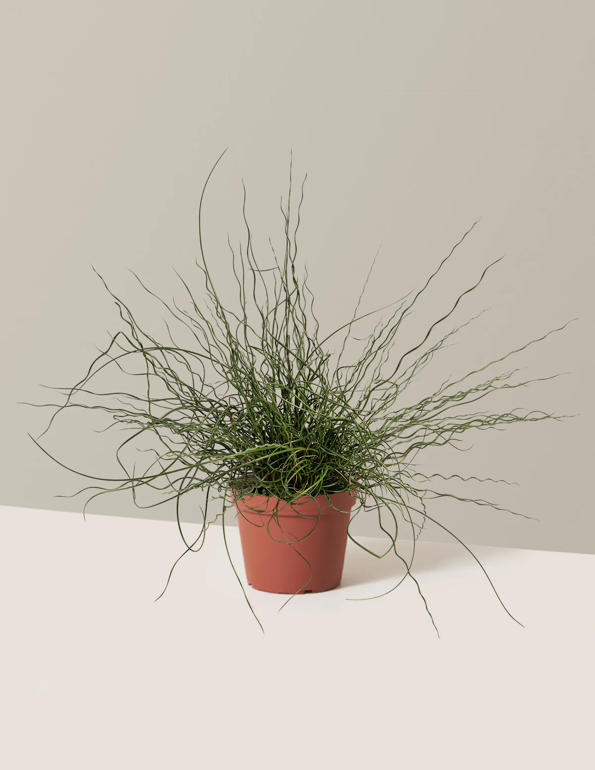 ColorGrass® Twister - Image 5