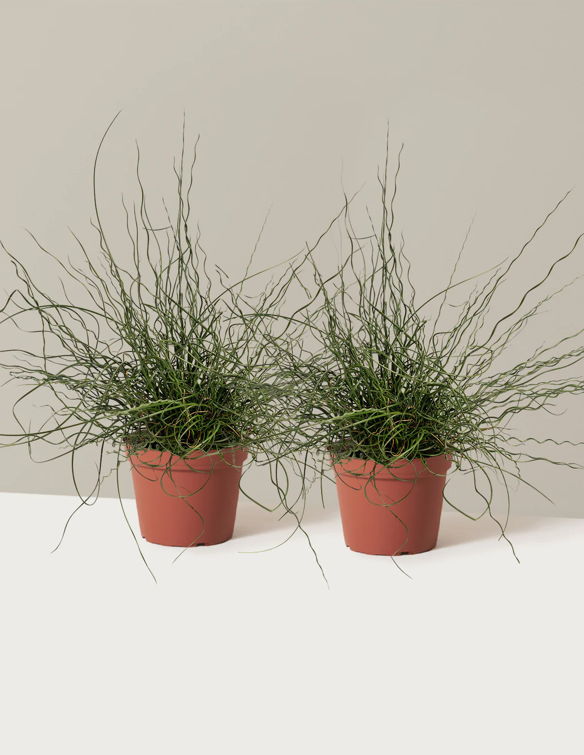 ColorGrass® Twister - Image 6