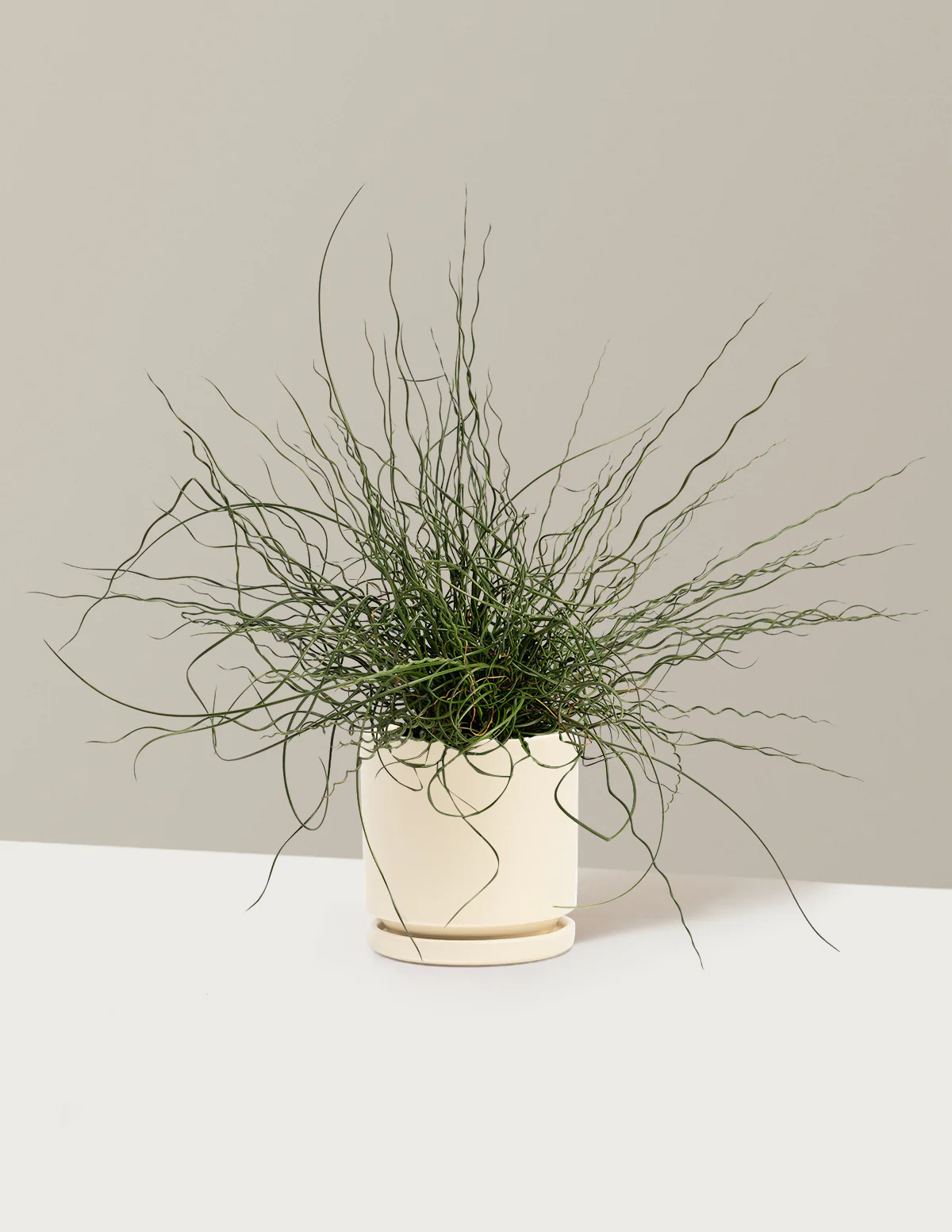 ColorGrass® Twister - Image 7