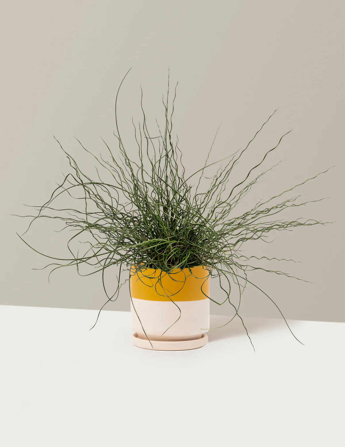 ColorGrass® Twister - Image 8