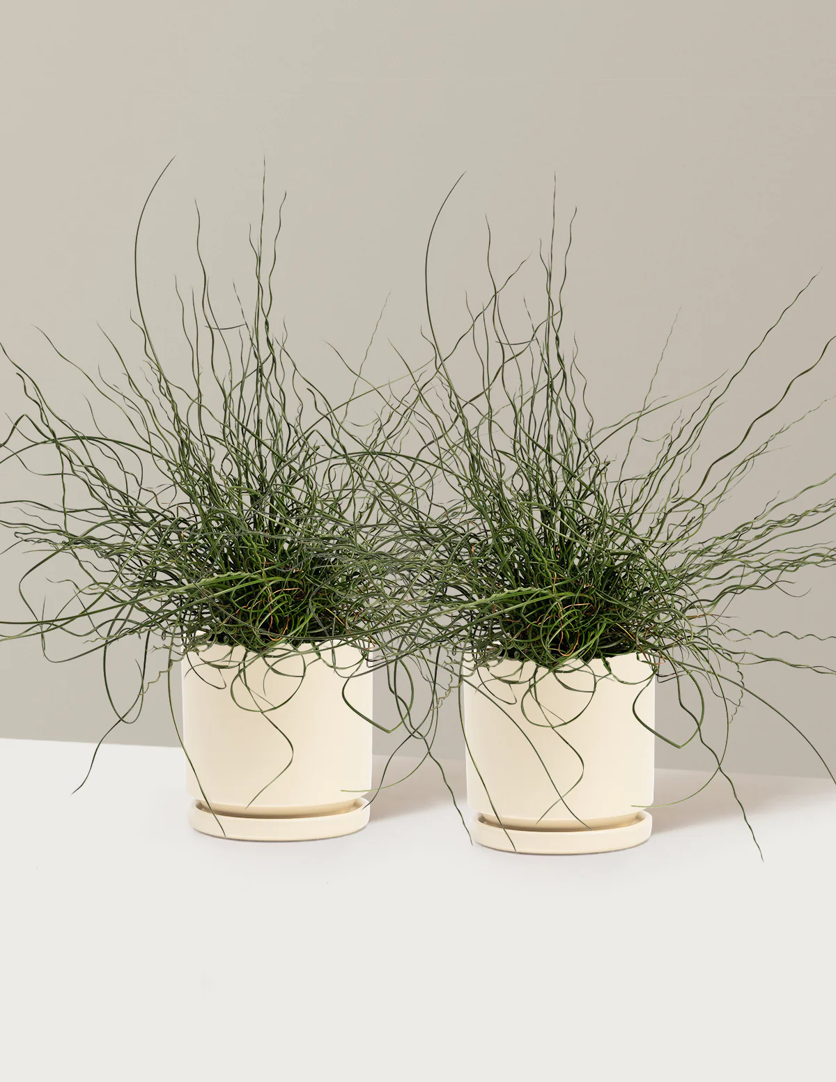 ColorGrass® Twister - Image 9