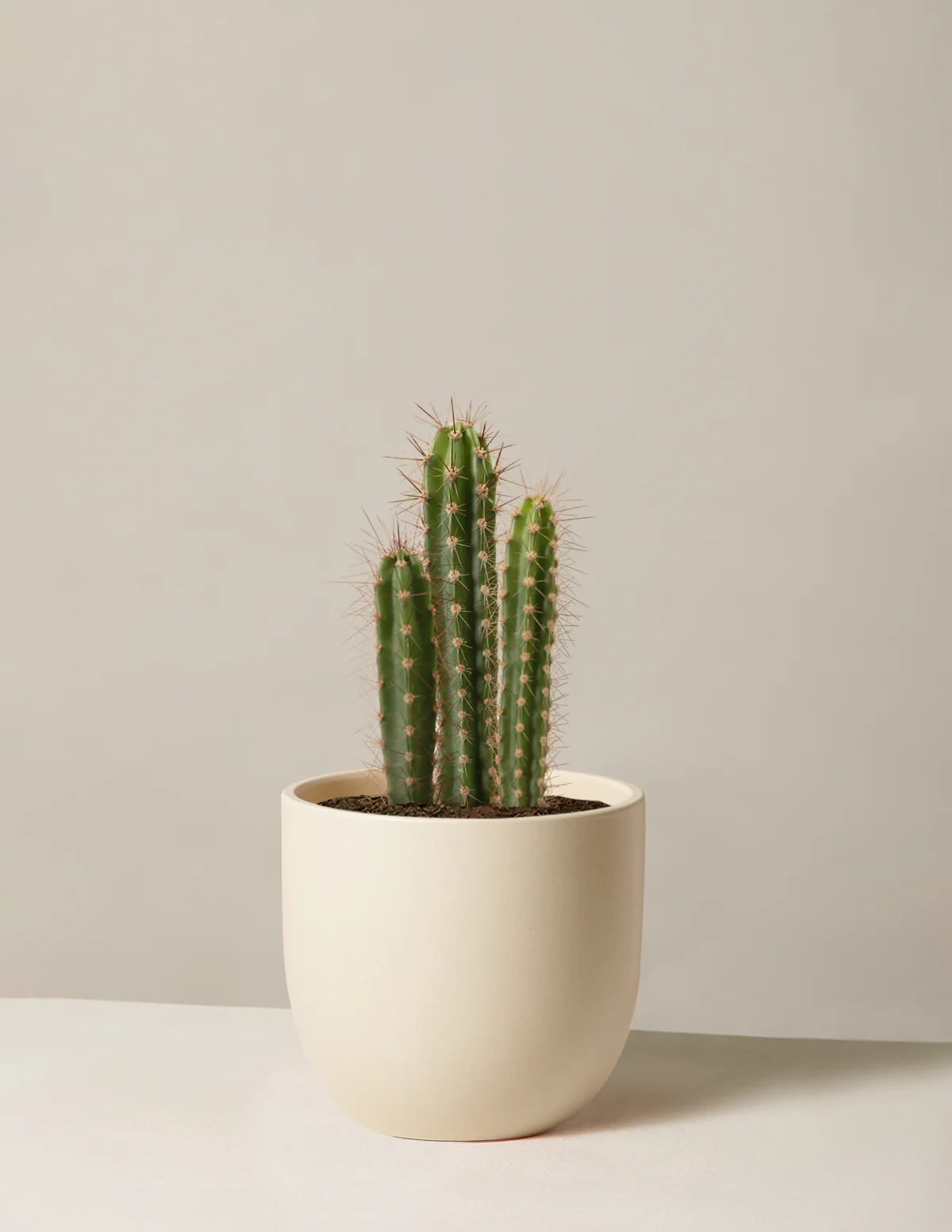 Column Cactus - Image 3