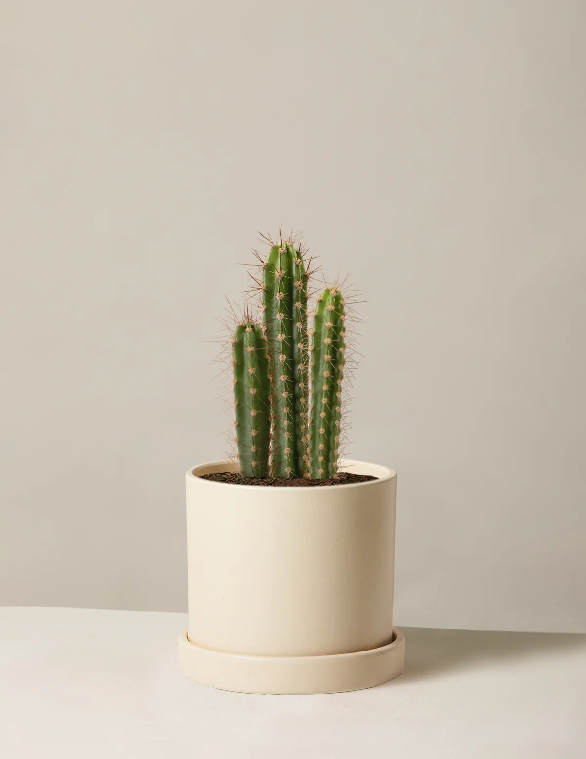 Column Cactus - Image 6