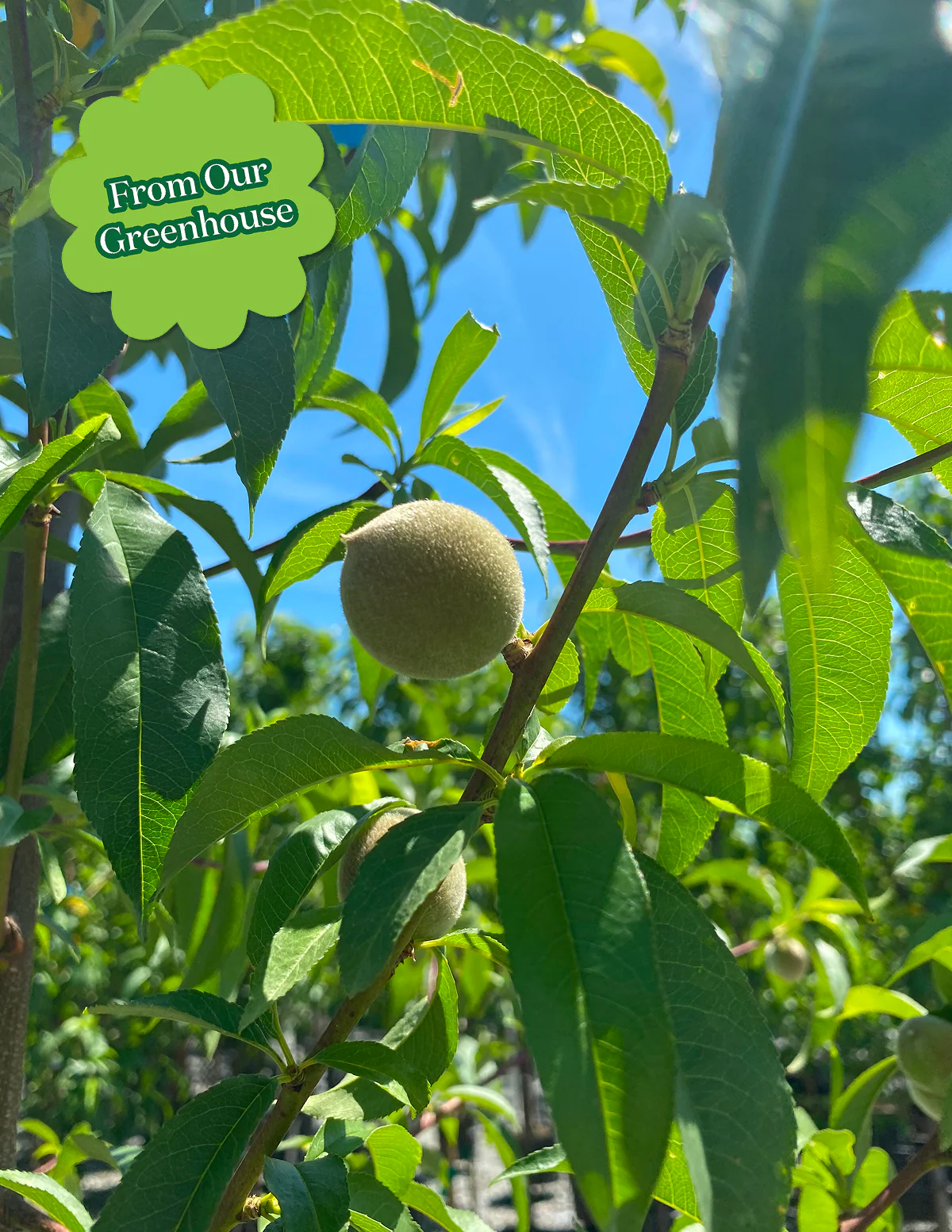 Contender Peach - Image 3