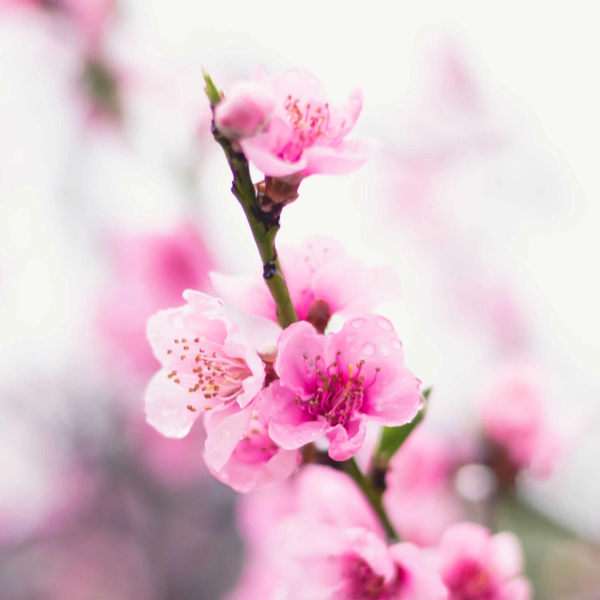 Contender Peach - Image 4