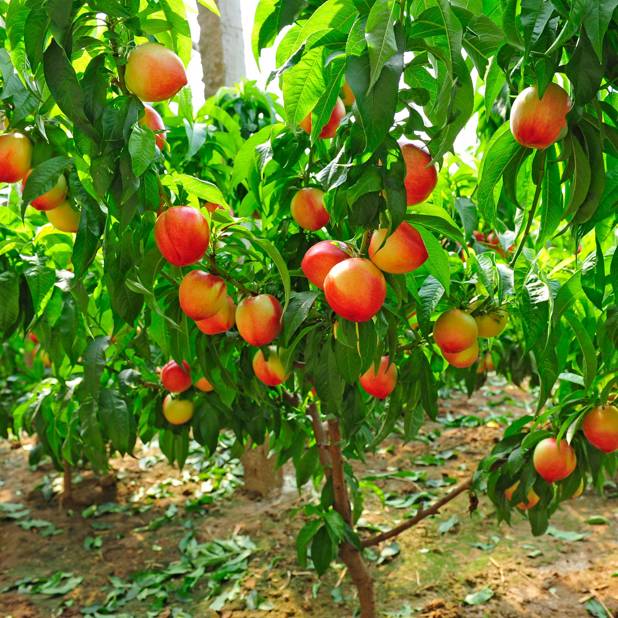 Contender Peach - Image 5