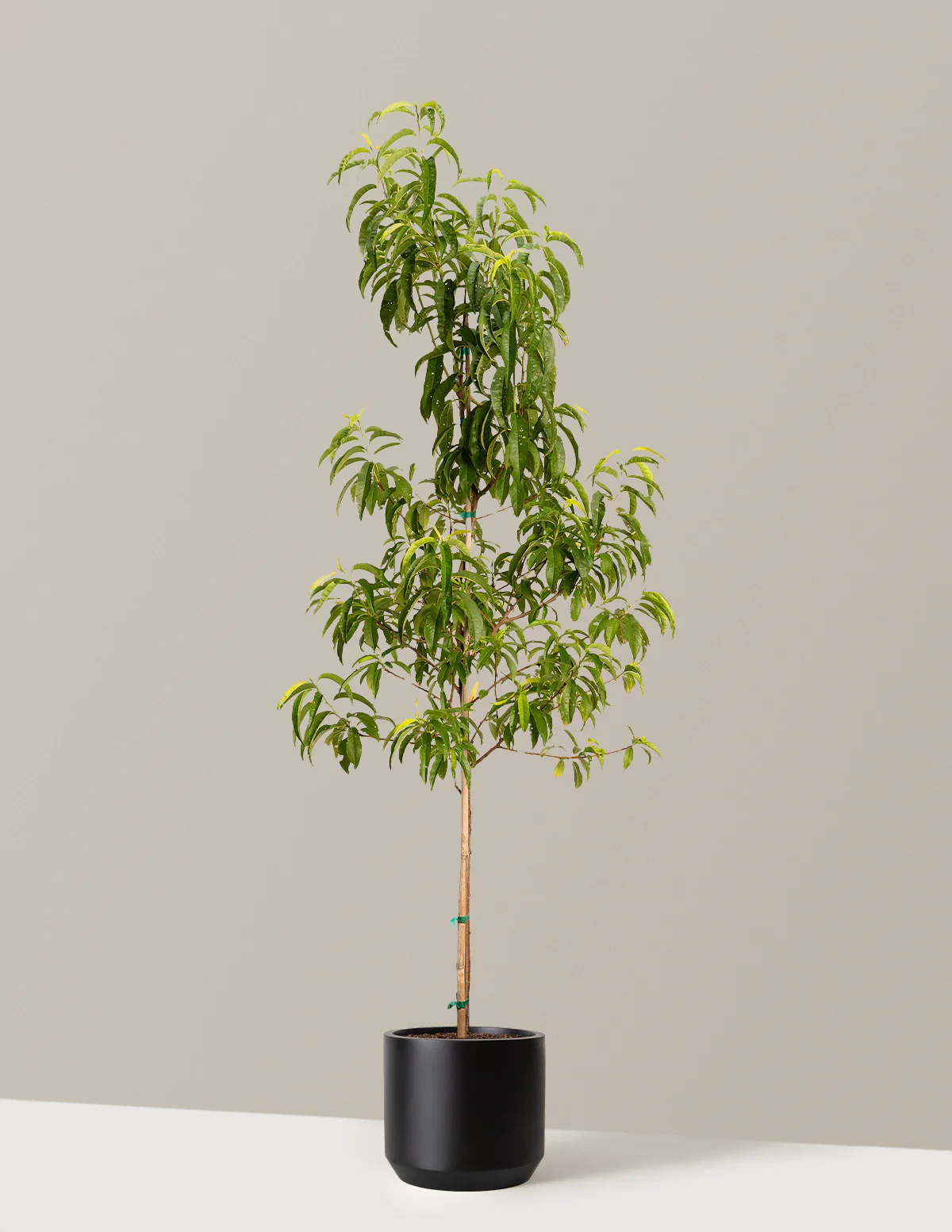 Contender Peach - Image 6