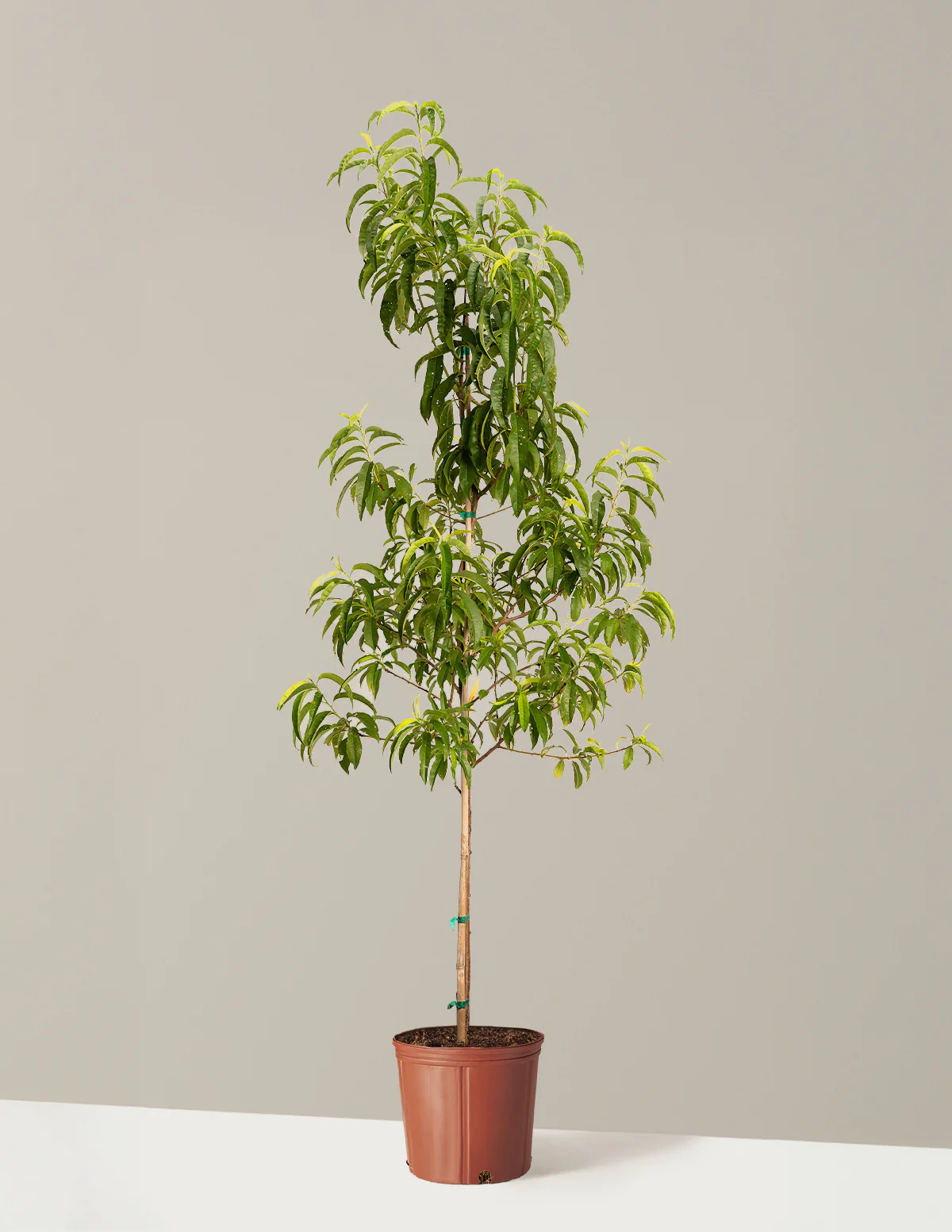Contender Peach - Image 8