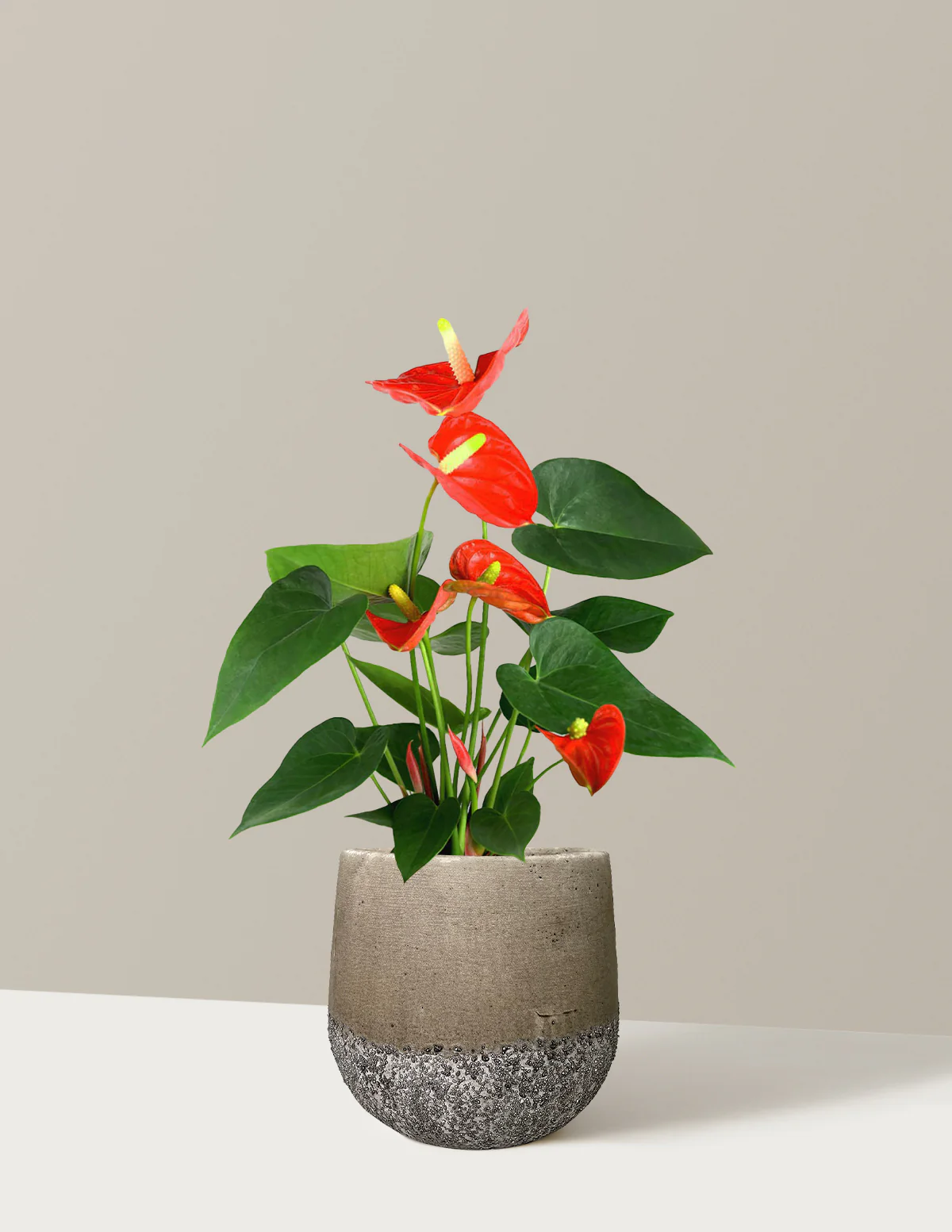 Coral Anthurium - Image 4