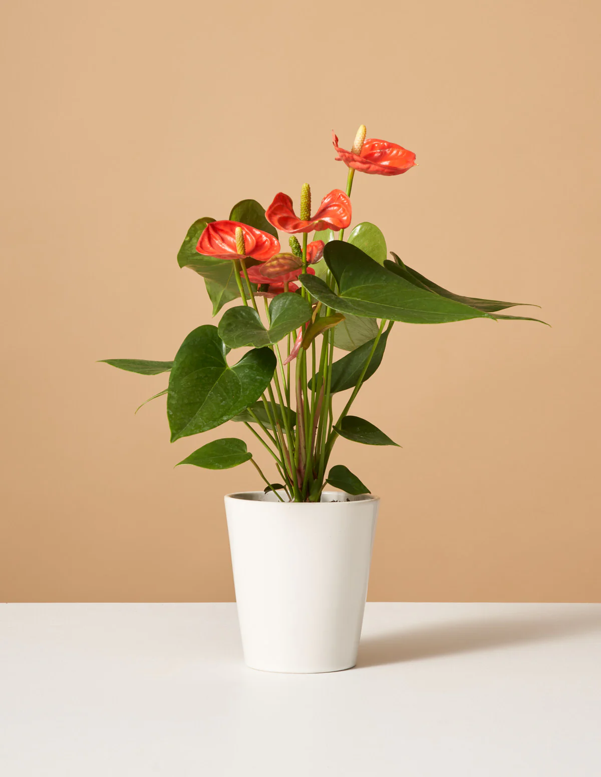 Coral Anthurium - Image 6