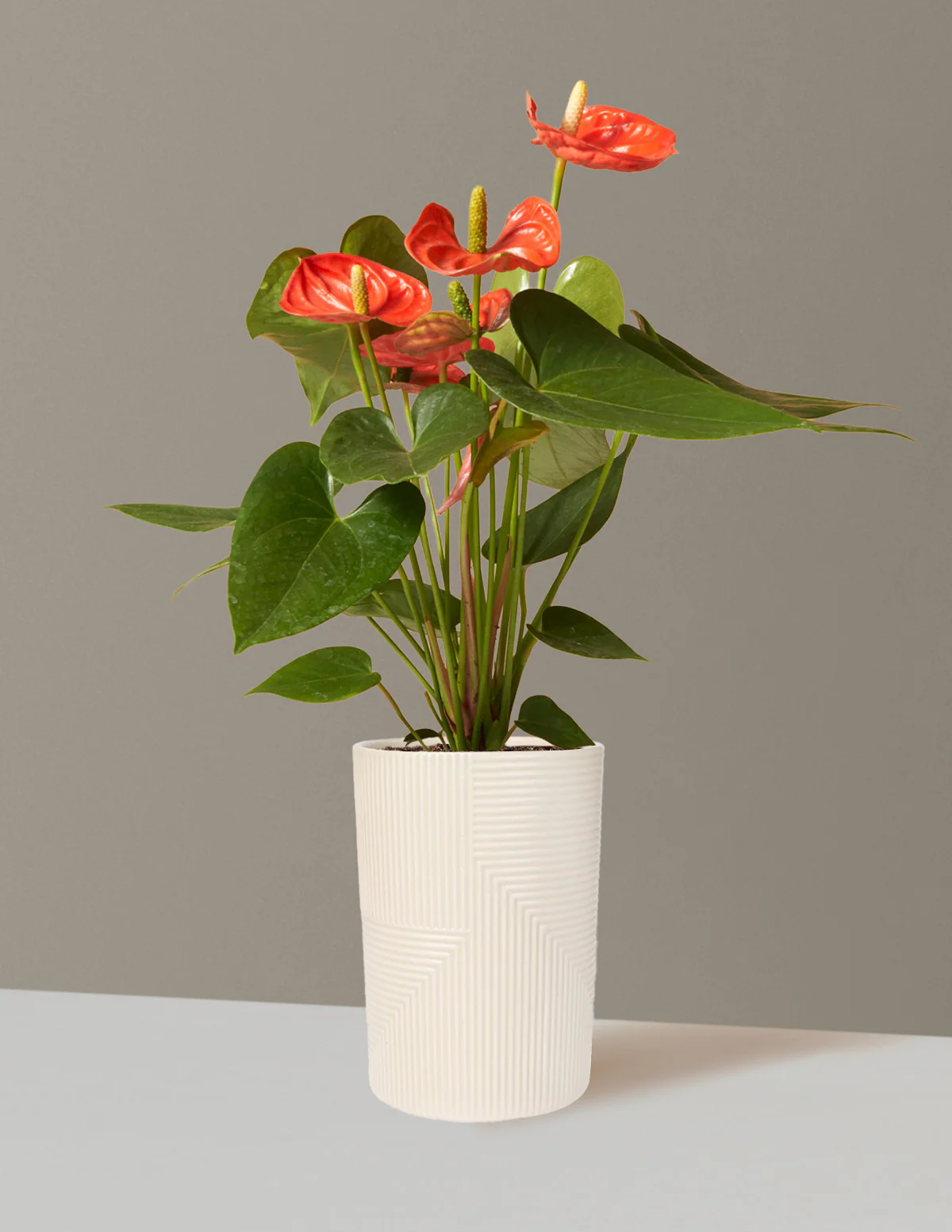 Coral Anthurium - Image 8