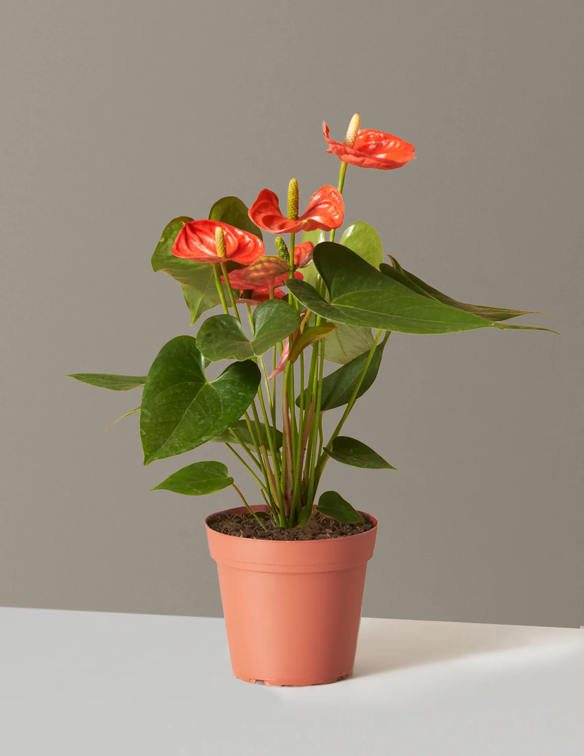 Coral Anthurium - Image 9
