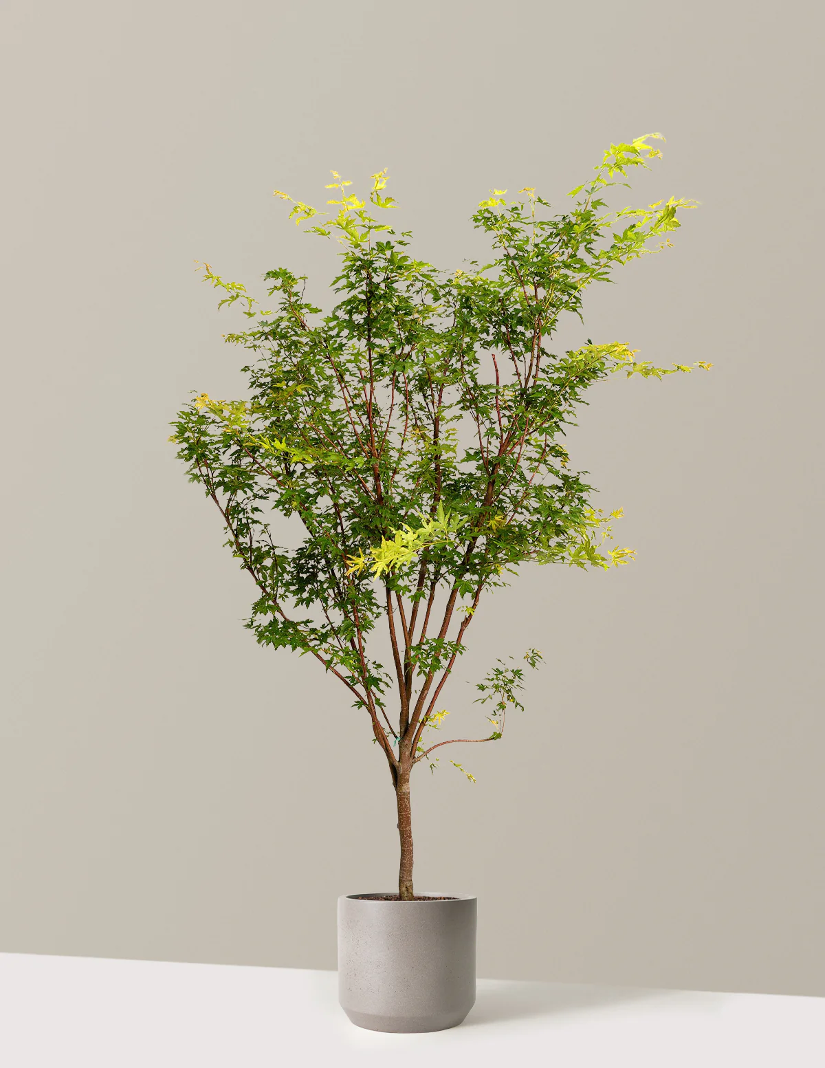 Coral Bark Japanese Maple Tree - Image 10