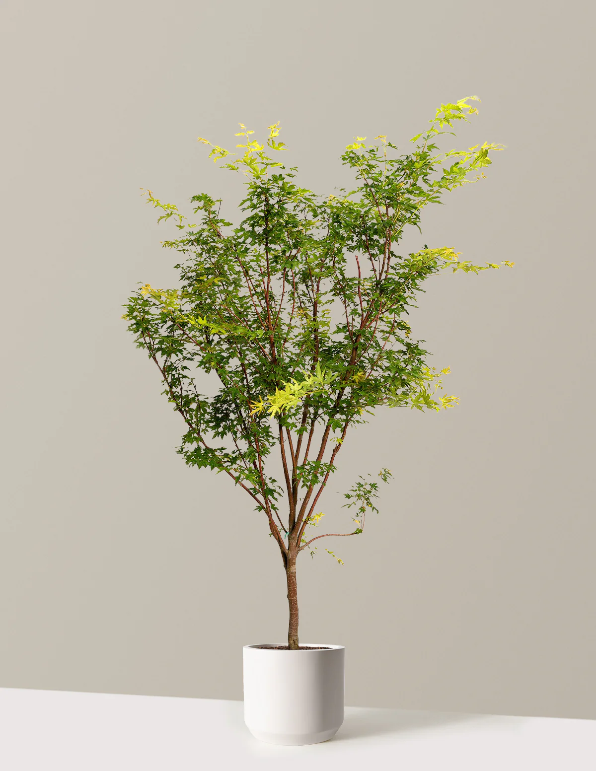 Coral Bark Japanese Maple Tree - Image 11