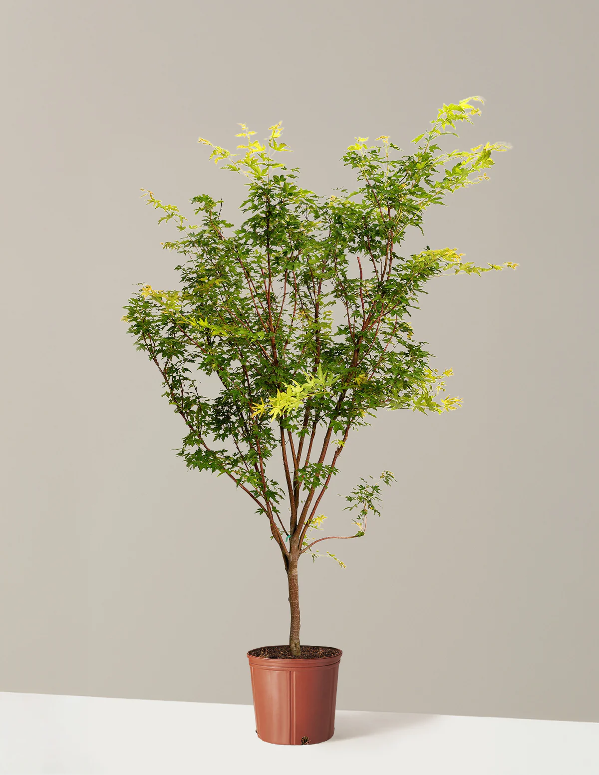 Coral Bark Japanese Maple Tree - Image 12